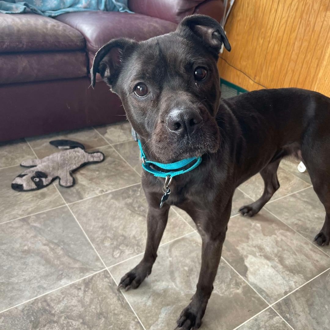 Marcee, Adoptable, Young Female Pit Bull Terrier & Chow Chow.