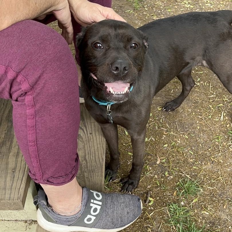 Enlarge Marcee, a Adoptable mixed breed in Westland, MI image 6/6