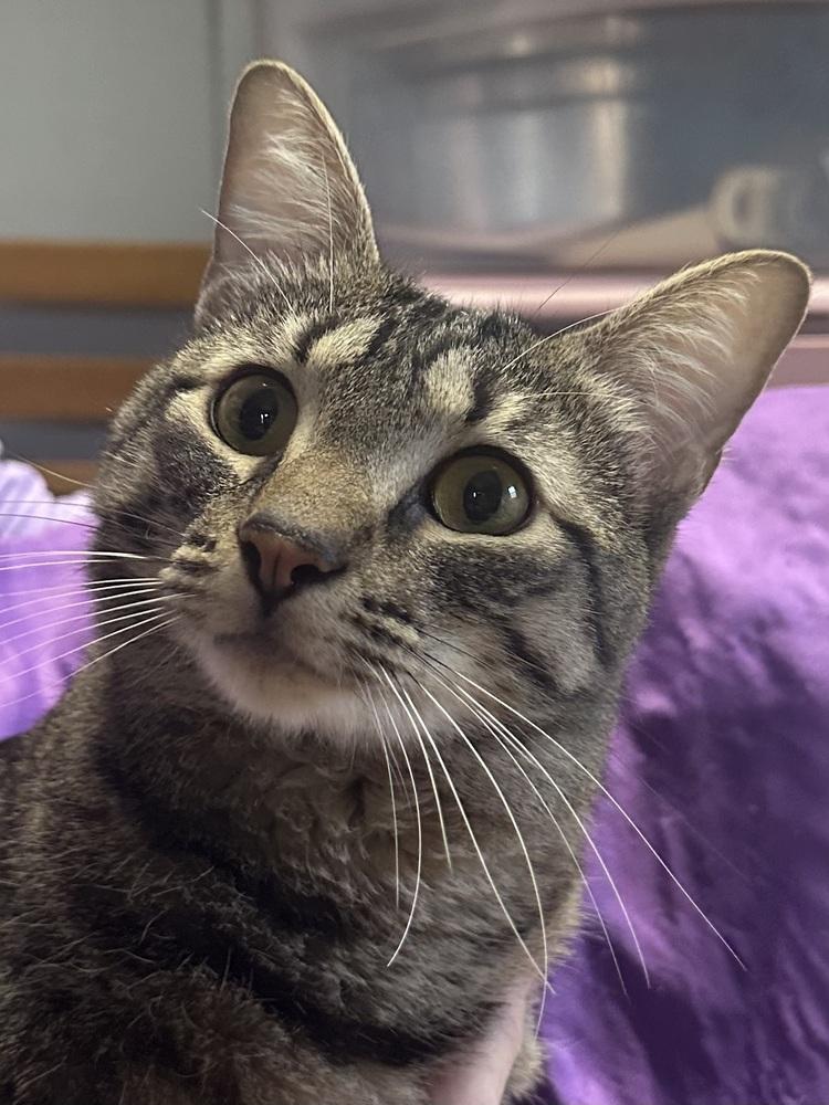 Enlarge Callie - Denver, a Adoptable mixed breed in Little Rock, AR image 1/3