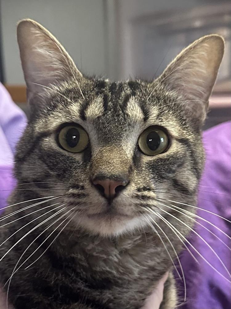 Enlarge Callie - Denver, a Adoptable mixed breed in Little Rock, AR image 2/3