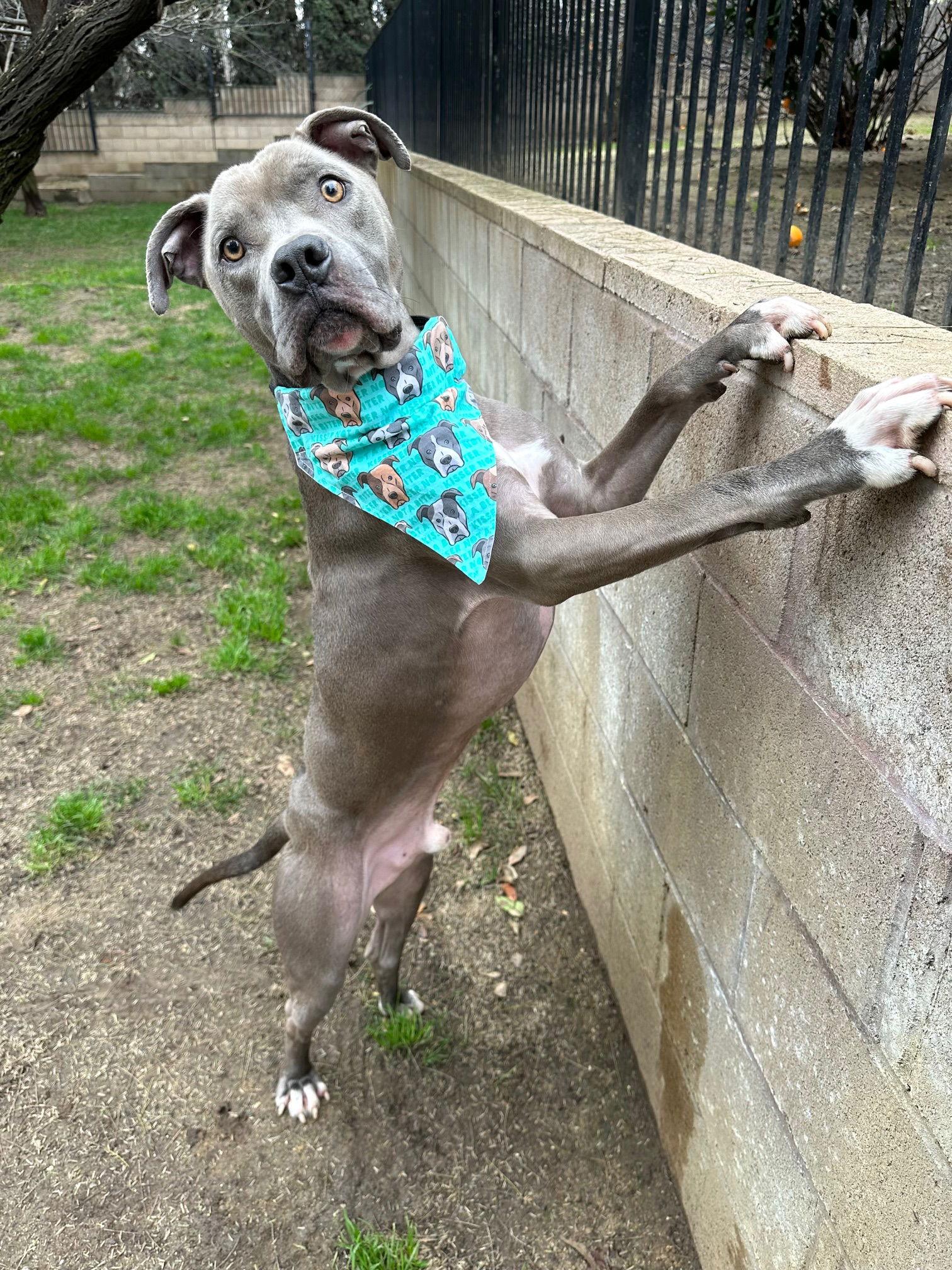 Duke, Adopted, Adult Male Pit Bull Terrier.