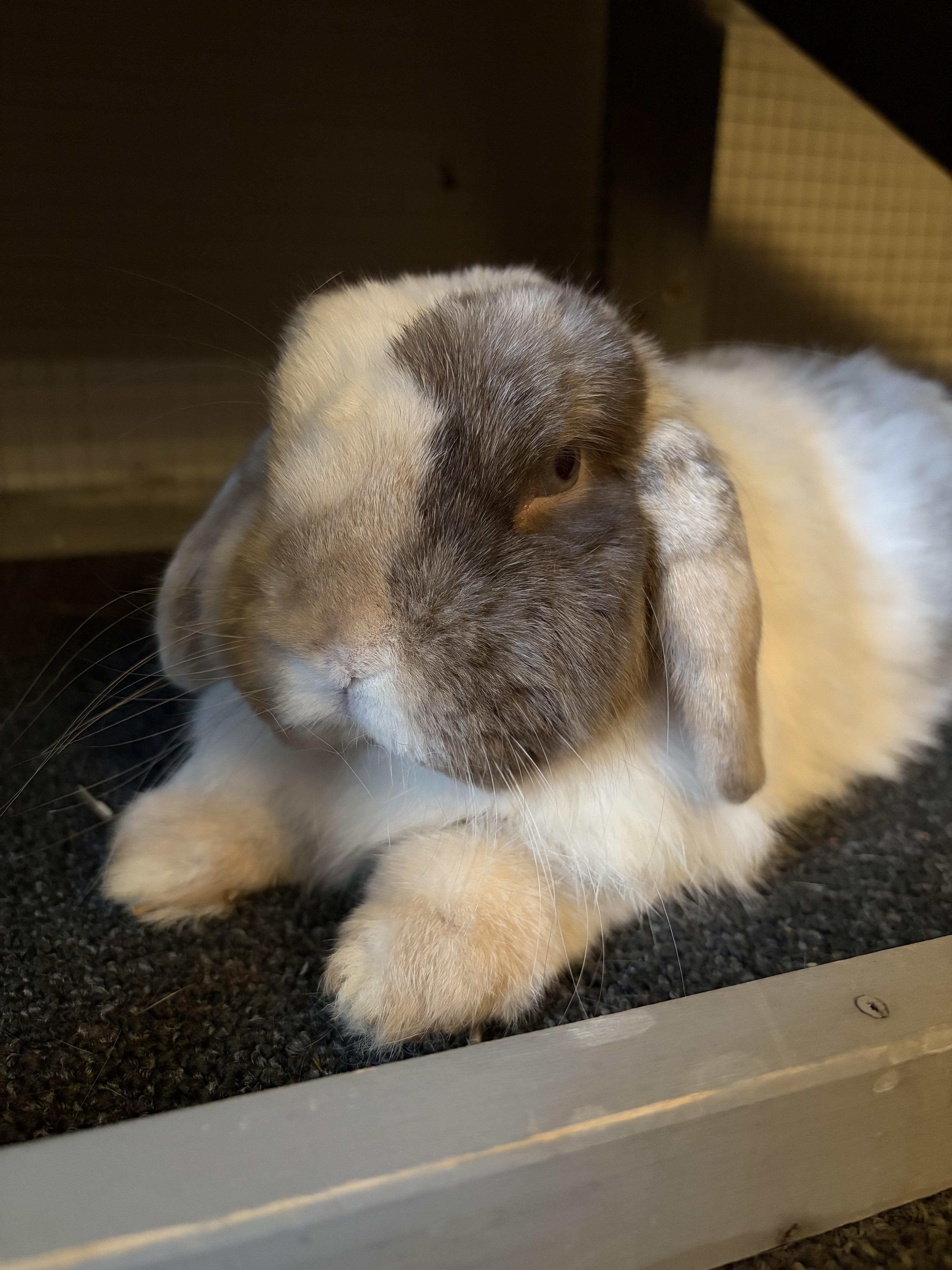 Enlarge Fern, an adopted Holland Lop in Waynesboro, VA image 1/4
