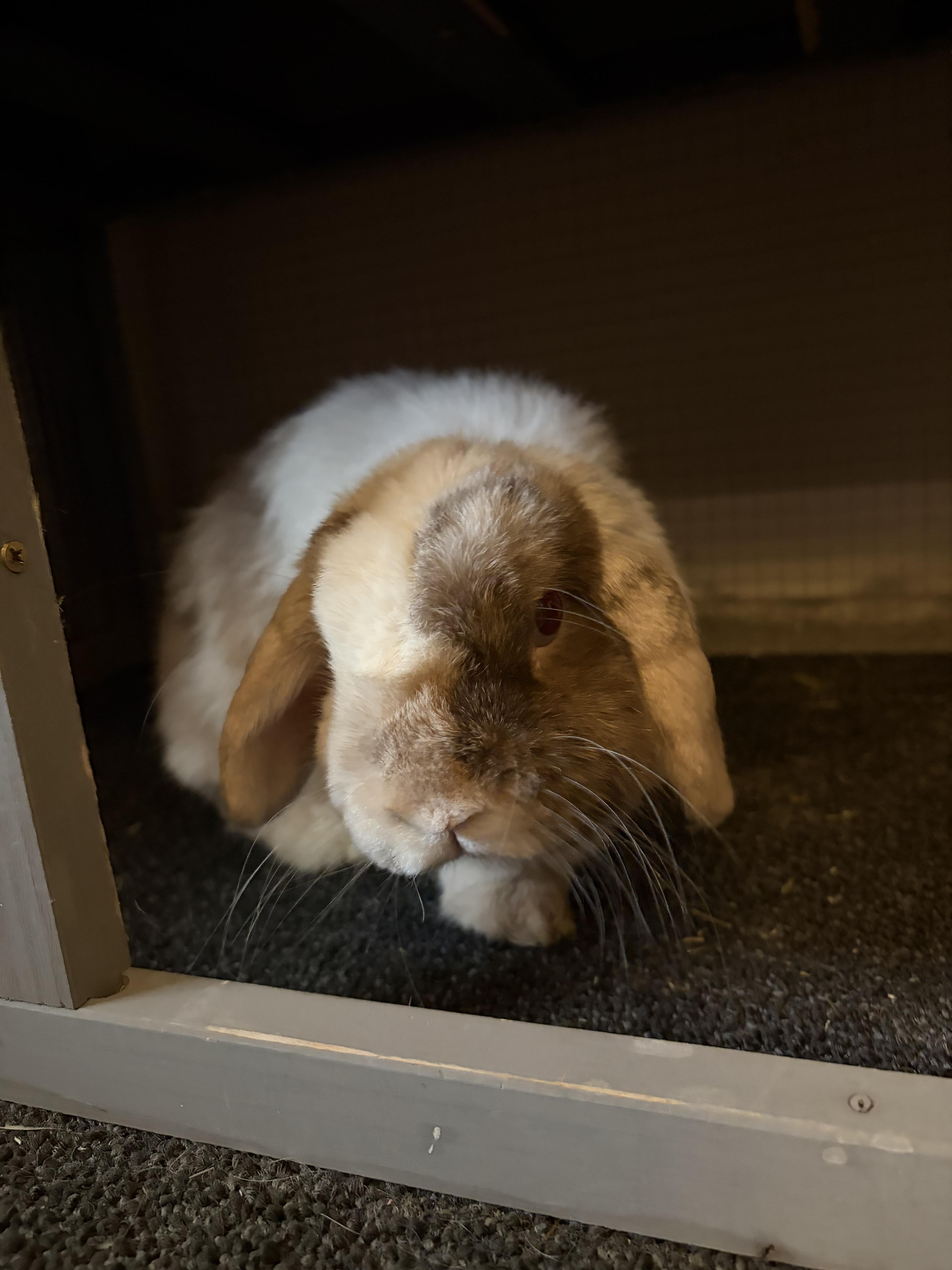 Enlarge Fern, an adopted Holland Lop in Waynesboro, VA image 4/4