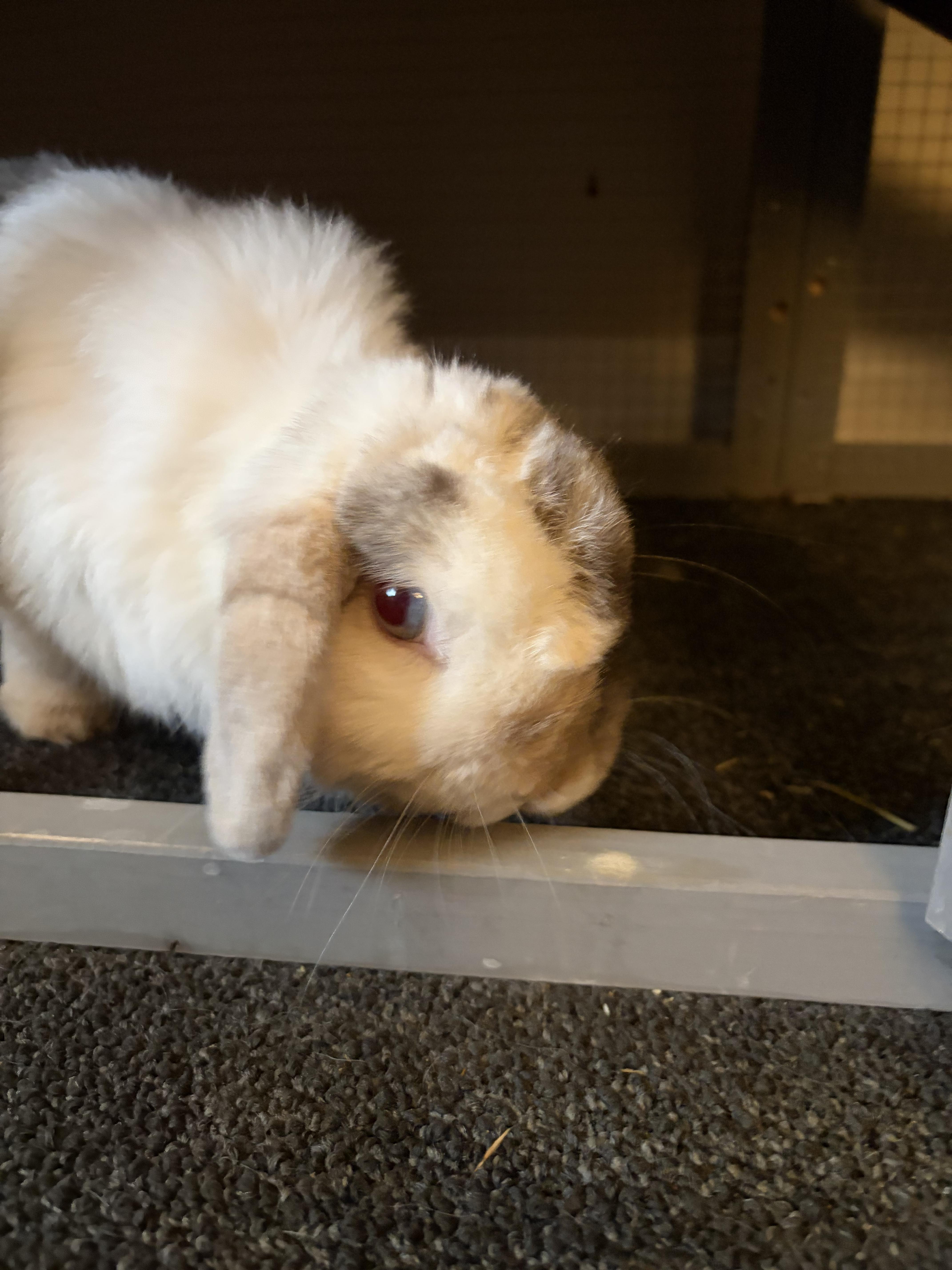 Enlarge Fern, an adopted Holland Lop in Waynesboro, VA image 3/4