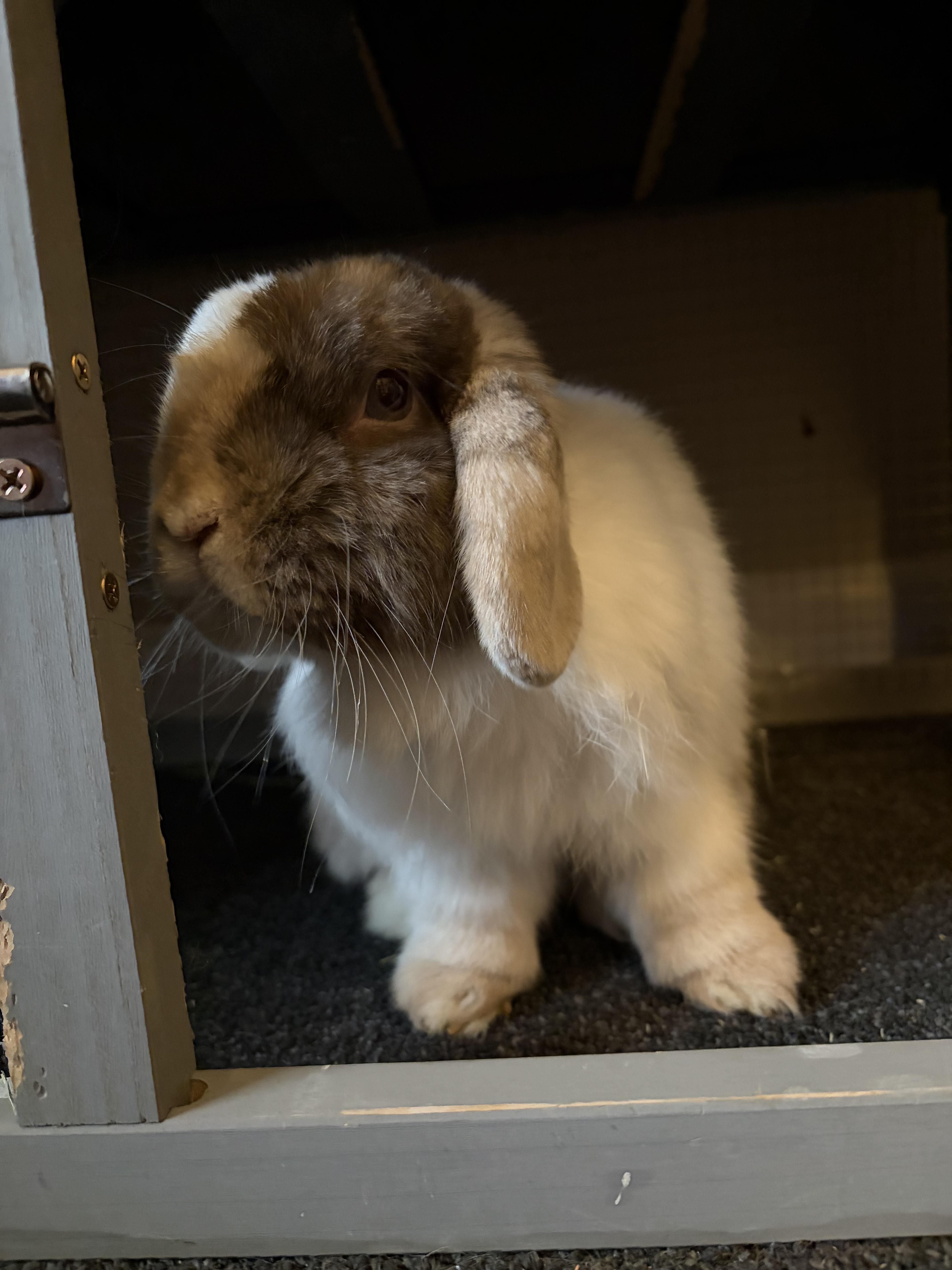 Enlarge Fern, an adopted Holland Lop in Waynesboro, VA image 2/4