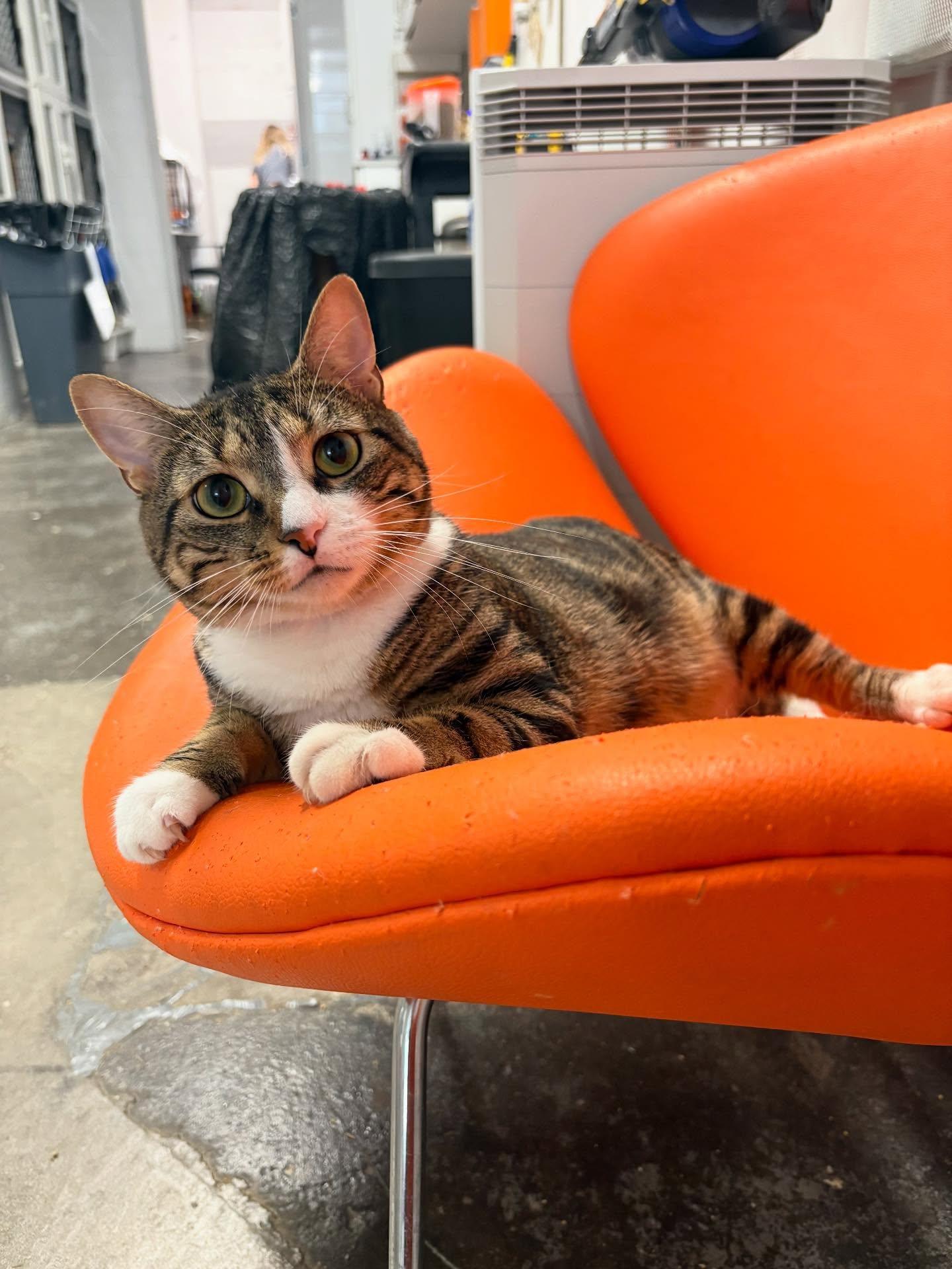 Domestic Cat Breeds No Tail: Unique & Fascinating Varieties