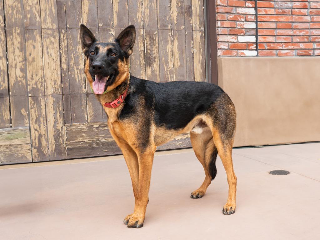 Phoenix - Adopt Me!, Adoptable, Young Male German Shepherd Dog.