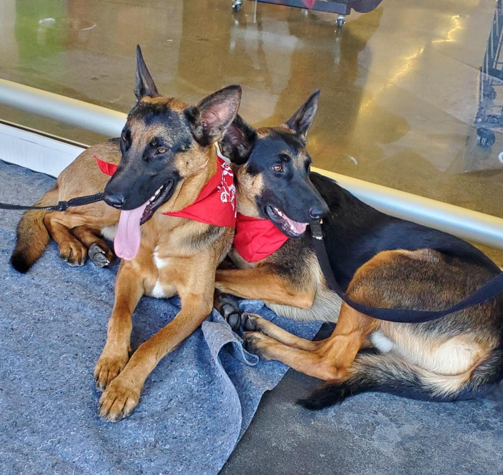 Phoenix - Adopt Me!, Adoptable, Young Male German Shepherd Dog.