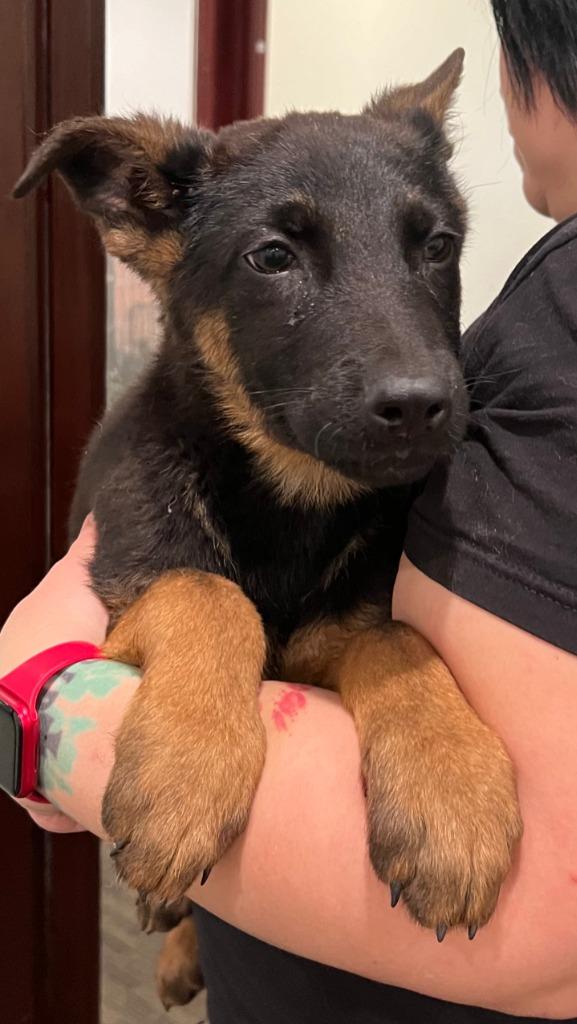 Phoenix - Adopt Me!, a Adoptable mixed breed in Lake Forest, CA image 3/6