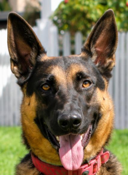 Enlarge Phoenix - Adopt Me!, a Adoptable mixed breed in Lake Forest, CA image 4/6