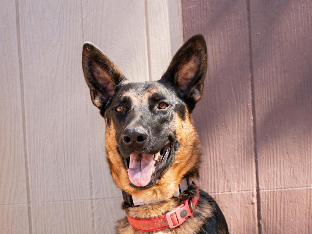 Enlarge Phoenix - Adopt Me!, a Adoptable mixed breed in Lake Forest, CA image 3/6