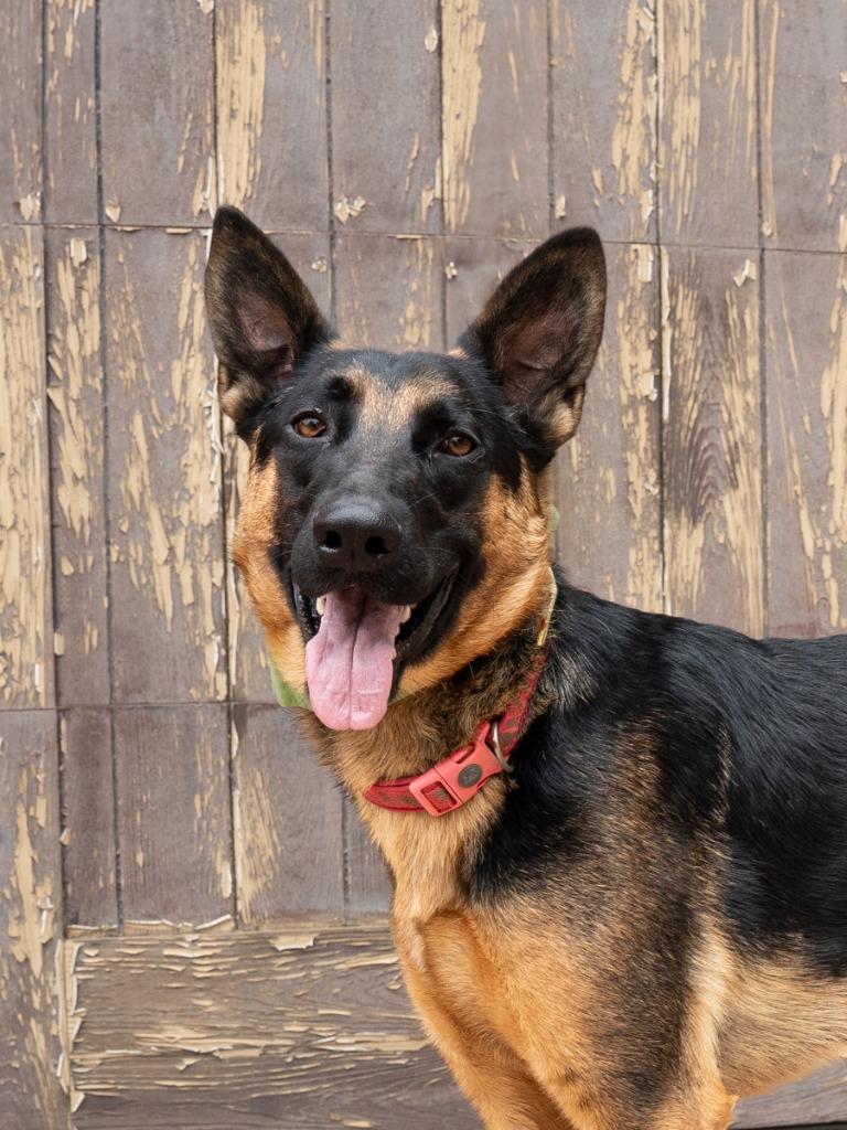 Phoenix - Adopt Me!, a Adoptable mixed breed in Lake Forest, CA image 5/6