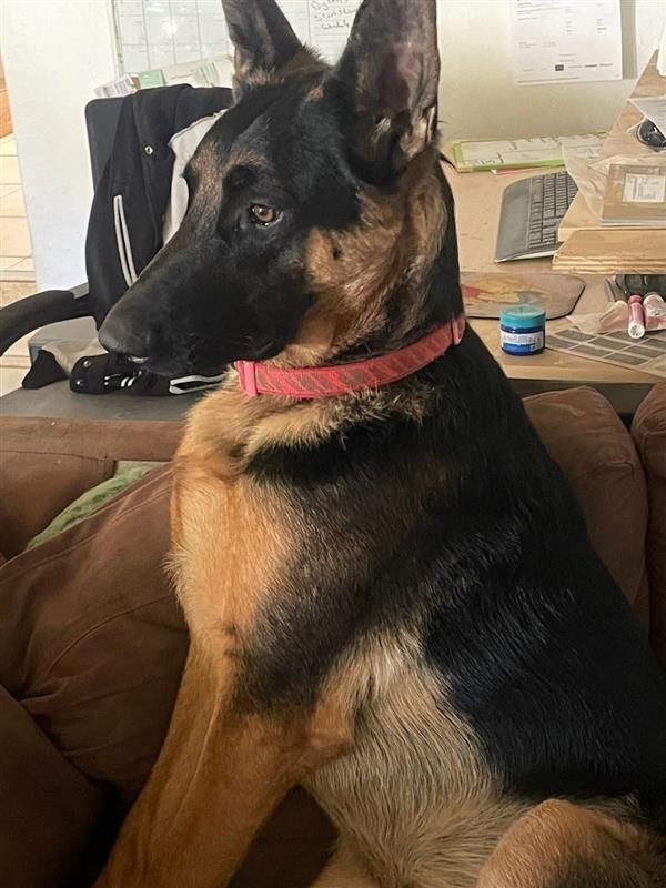 Enlarge Phoenix - Adopt Me!, a Adoptable mixed breed in Lake Forest, CA image 5/6