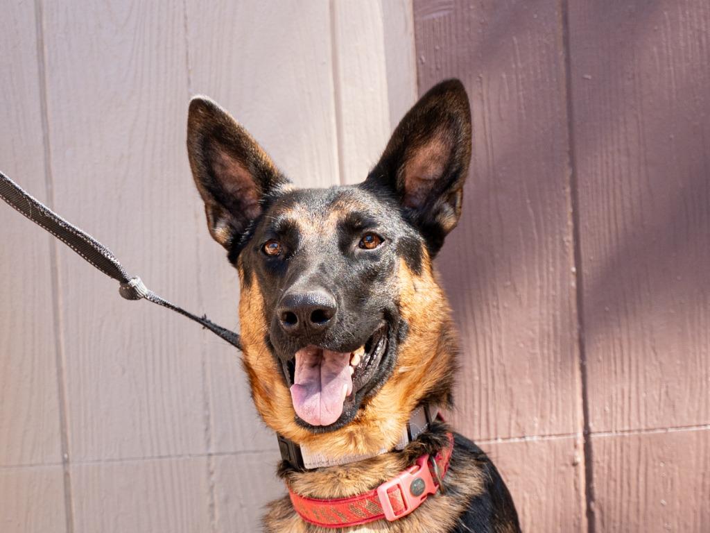 Enlarge Phoenix - Adopt Me!, a Adoptable mixed breed in Lake Forest, CA image 6/6