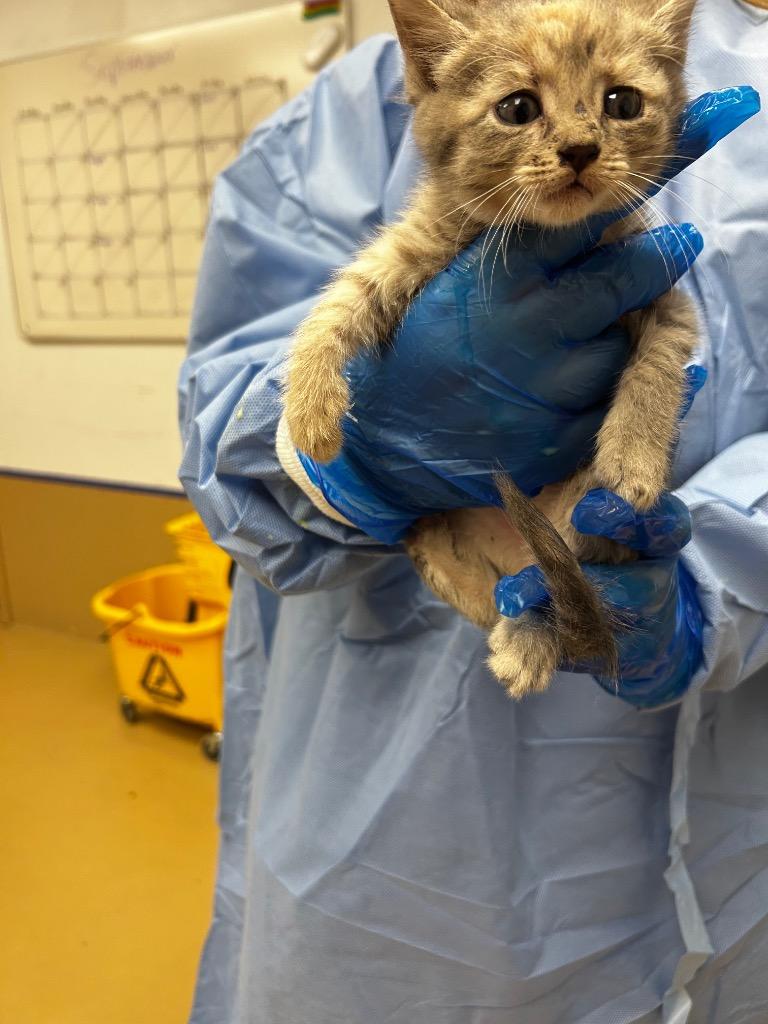 Sven, Adoptable, Kitten Female Domestic Short Hair.