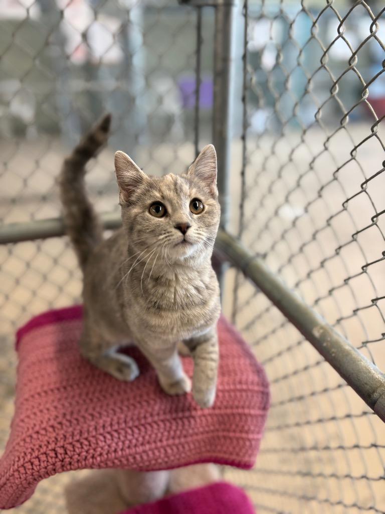 Sven, Adoptable, Kitten Female Domestic Short Hair.