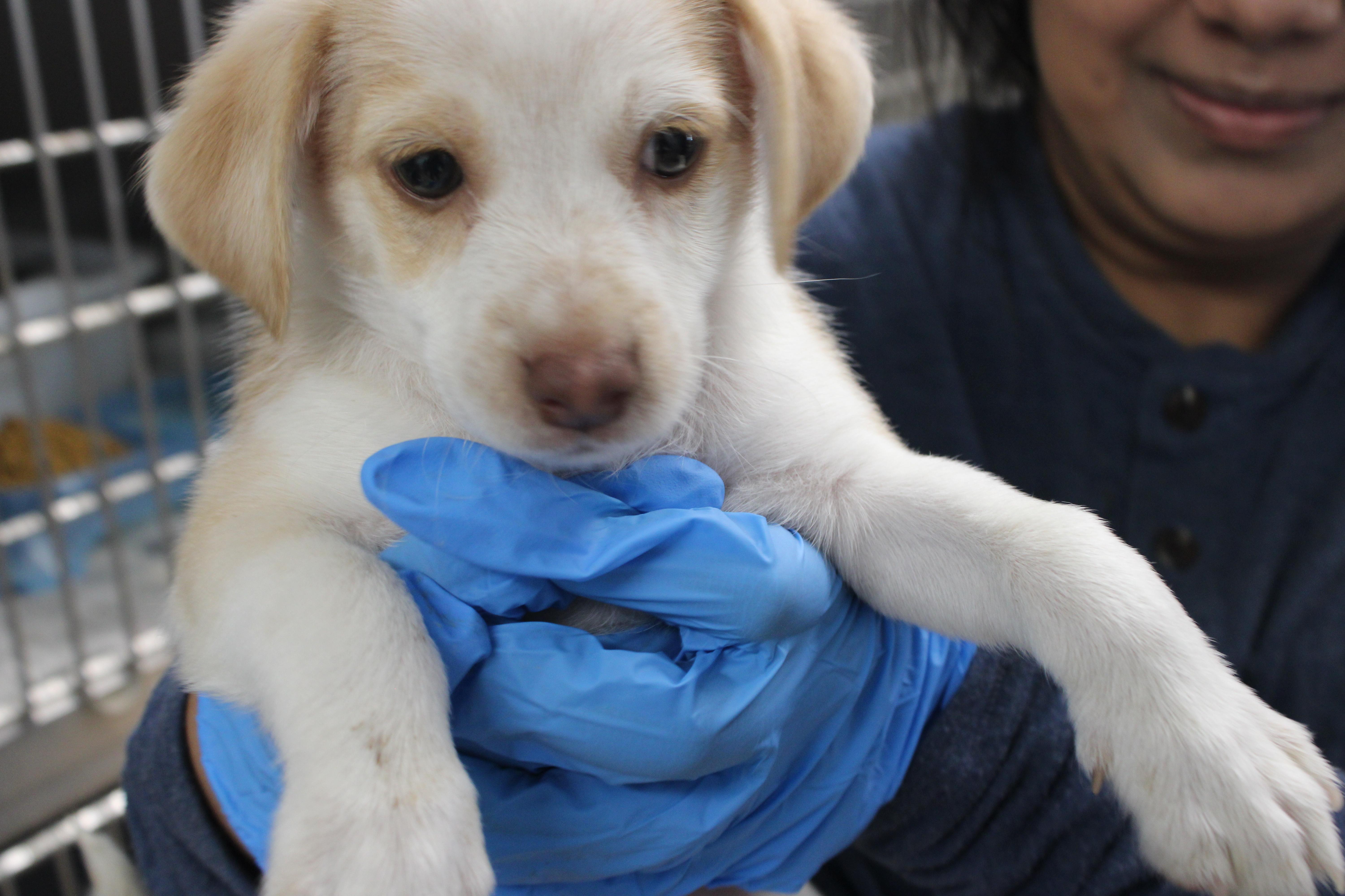 Pumkin, Adopted, Puppy Male Chihuahua.