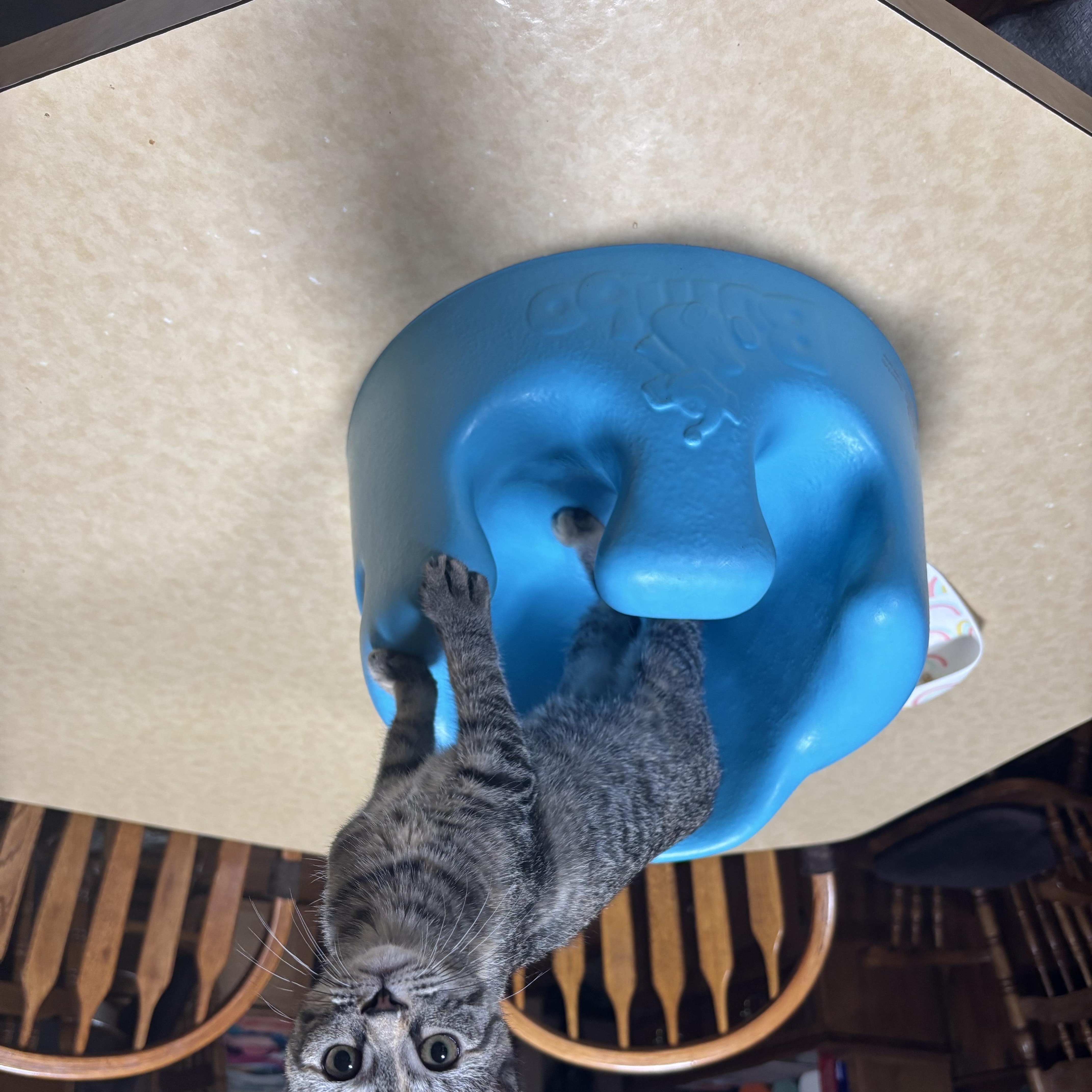 Enlarge Jupiter, a Adoptable Domestic Short Hair in Fulton, NY image 2/4