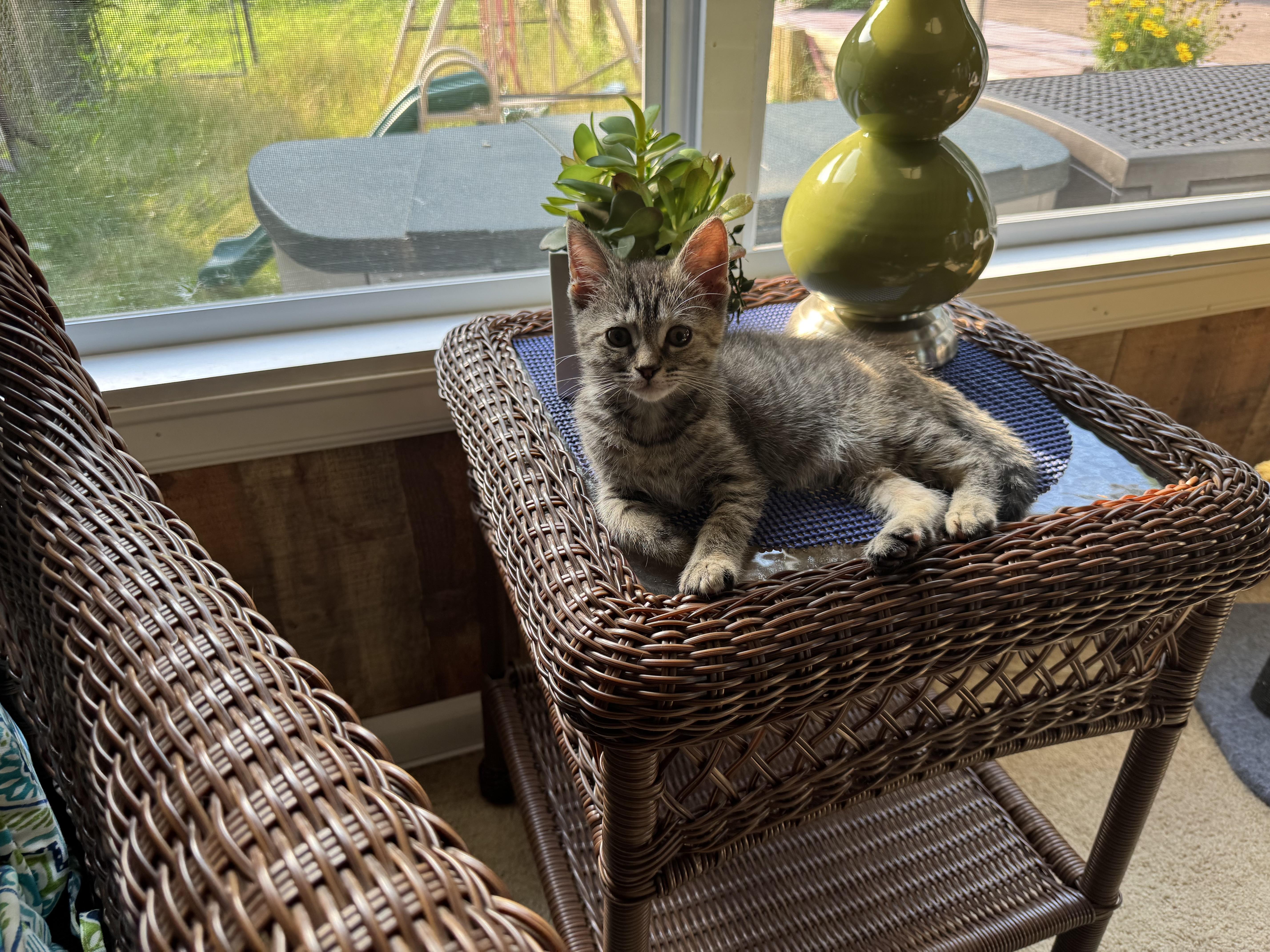 Enlarge Jupiter, a Adoptable Domestic Short Hair in Fulton, NY image 1/4