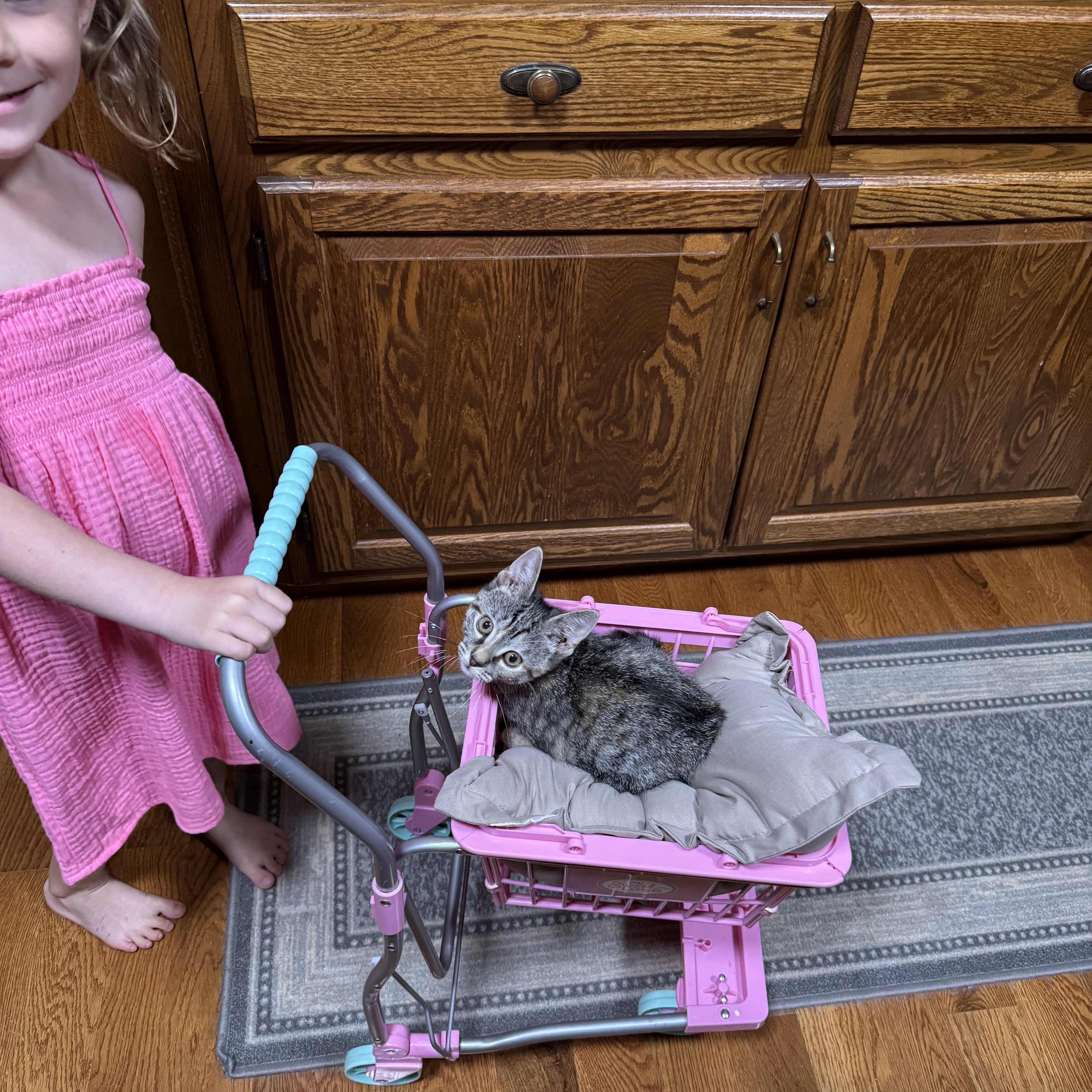Enlarge Jupiter, a Adoptable Domestic Short Hair in Fulton, NY image 3/4