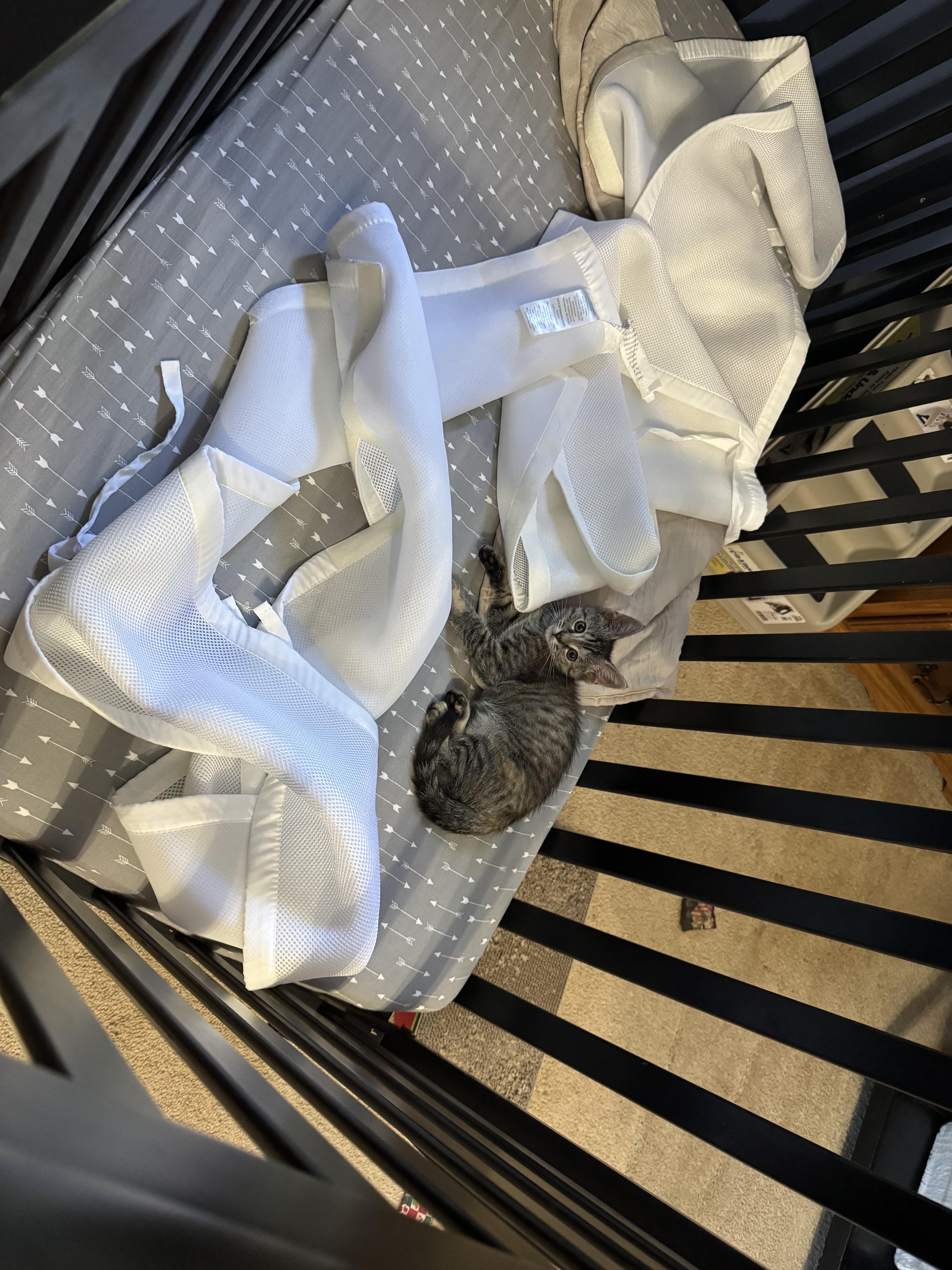 Enlarge Jupiter, a Adoptable Domestic Short Hair in Fulton, NY image 4/4