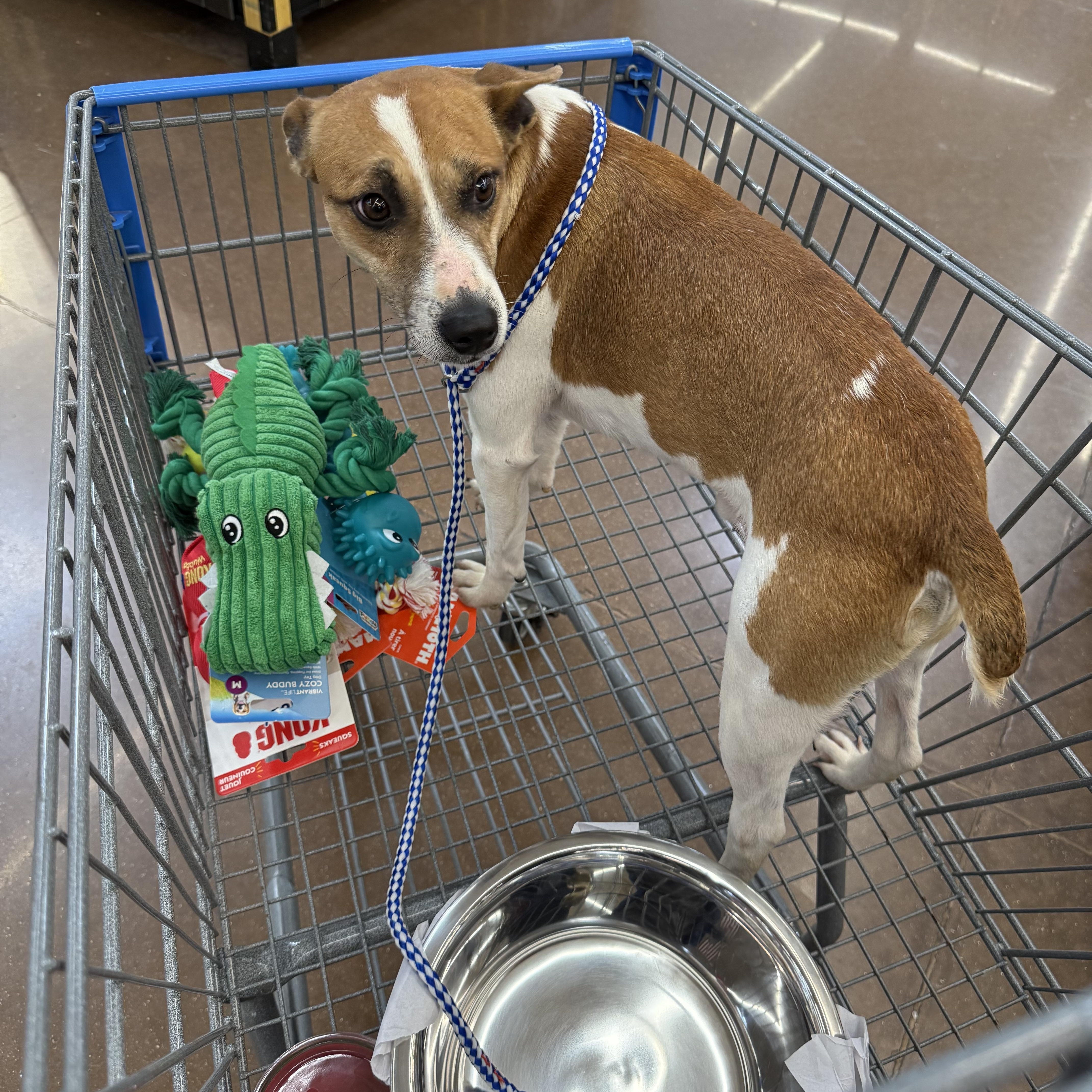 Pete, Adoptable, Young Male Jack Russell Terrier.