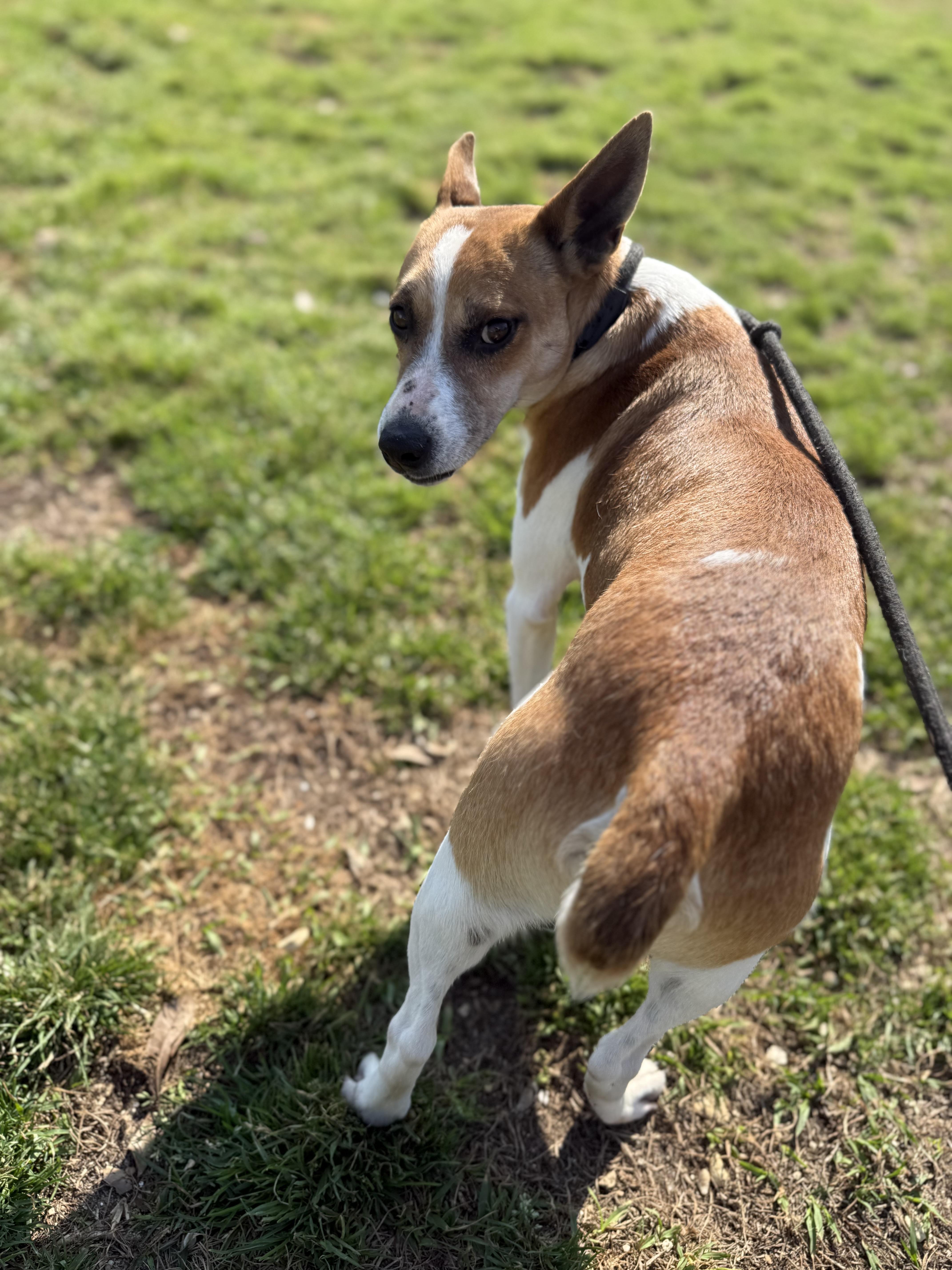 Enlarge Pete, a Adoptable Jack Russell Terrier in Mount Hermon, LA image 2/6