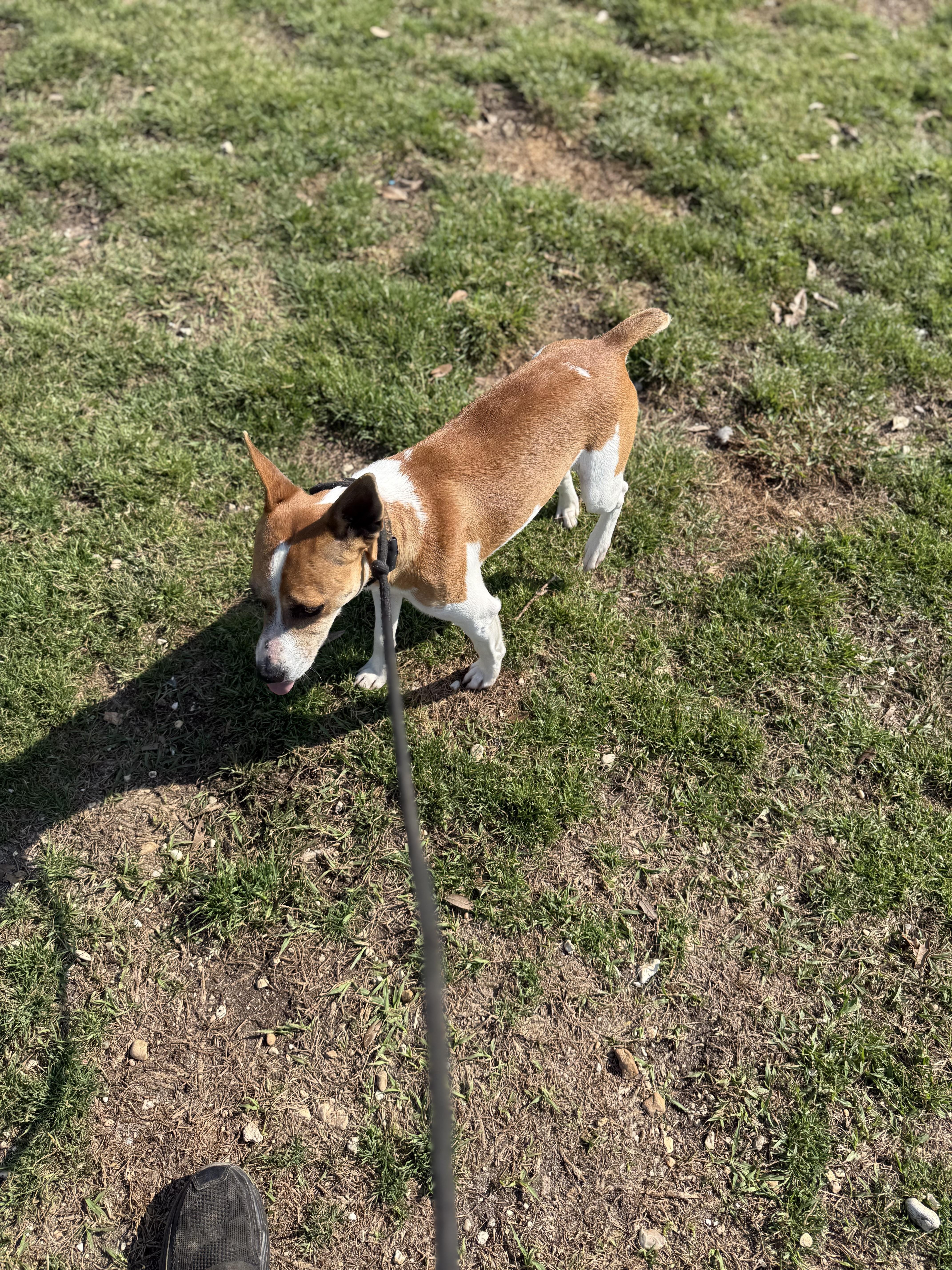 Enlarge Pete, a Adoptable Jack Russell Terrier in Mount Hermon, LA image 3/6