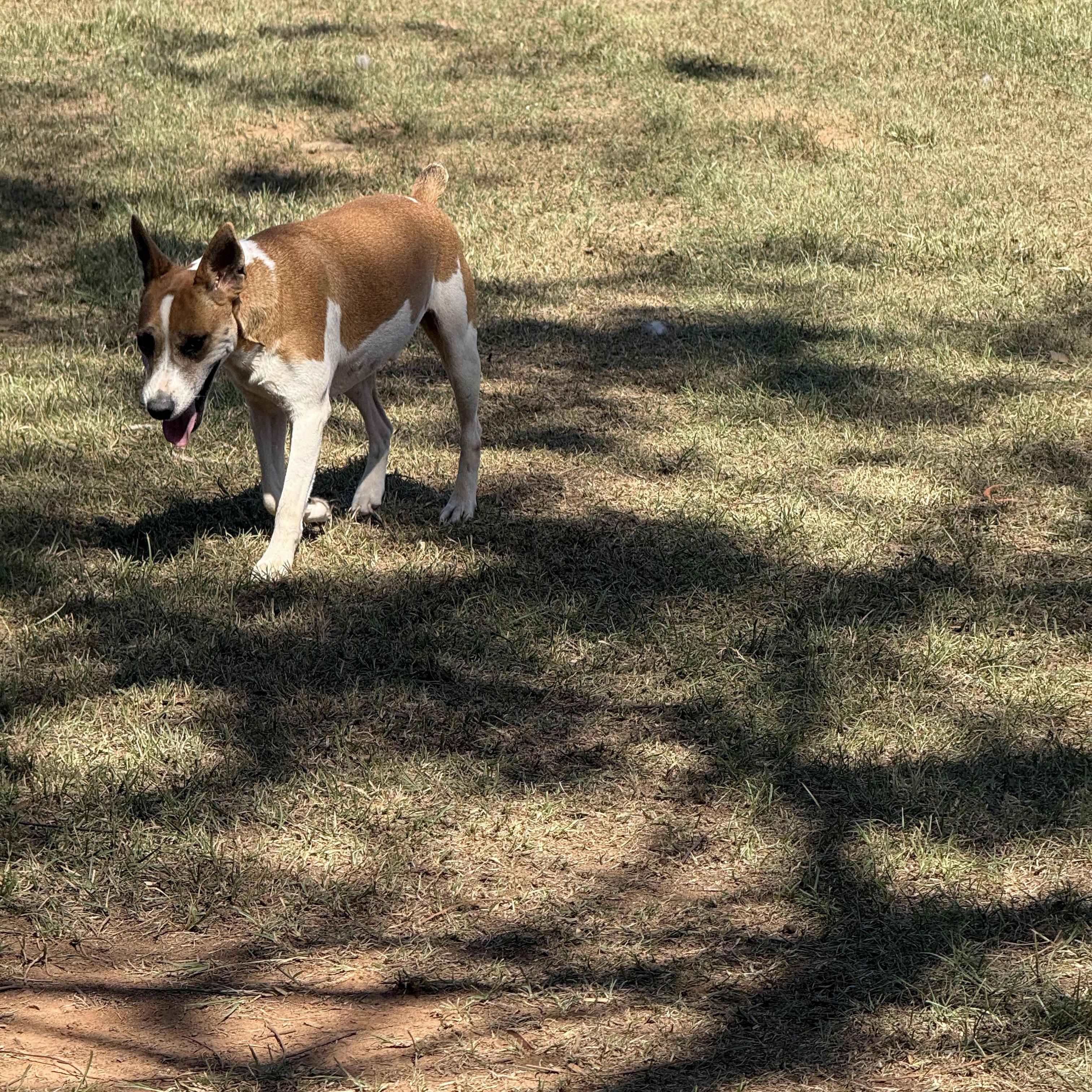 Enlarge Pete, a Adoptable Jack Russell Terrier in Mount Hermon, LA image 5/6