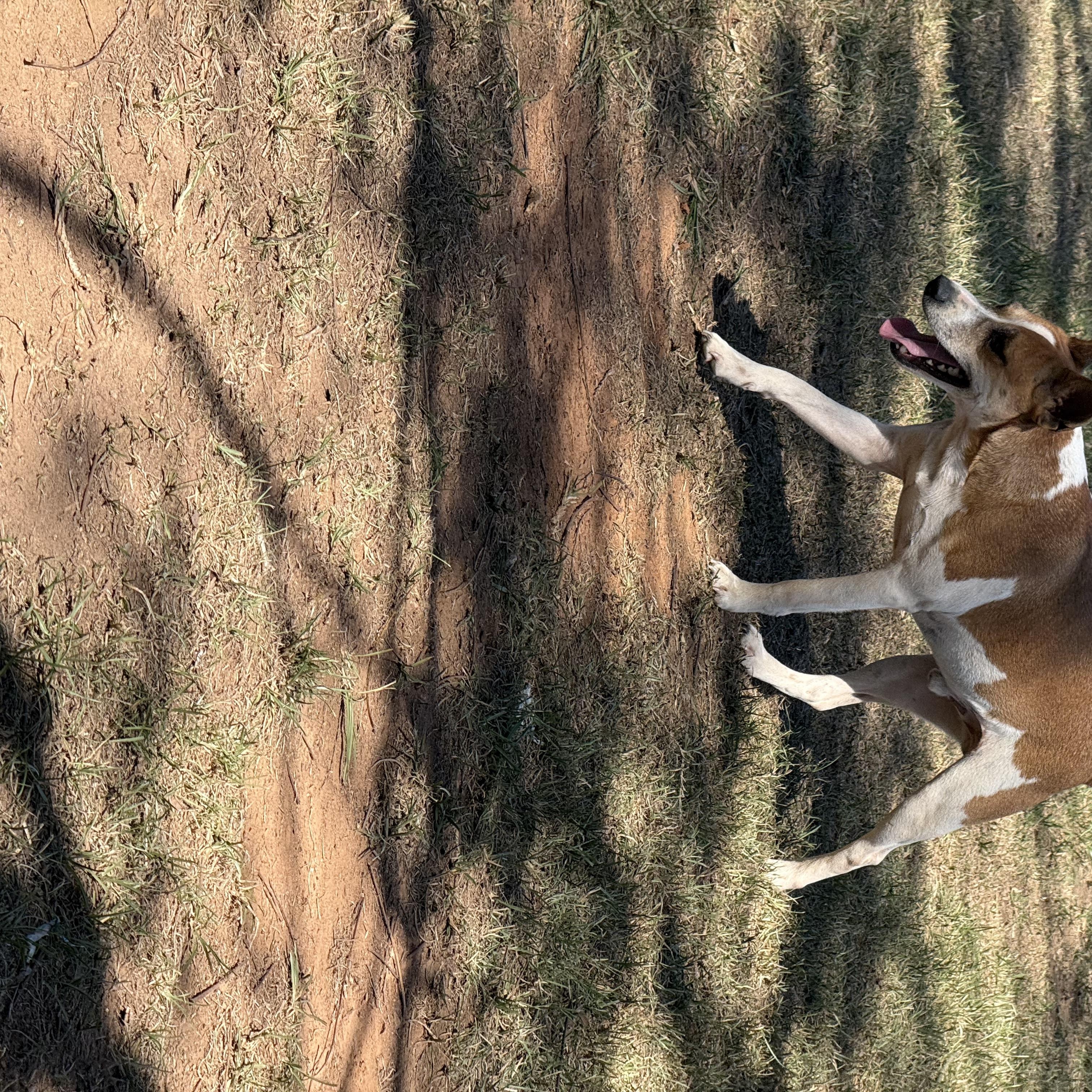 Enlarge Pete, a Adoptable Jack Russell Terrier in Mount Hermon, LA image 4/6