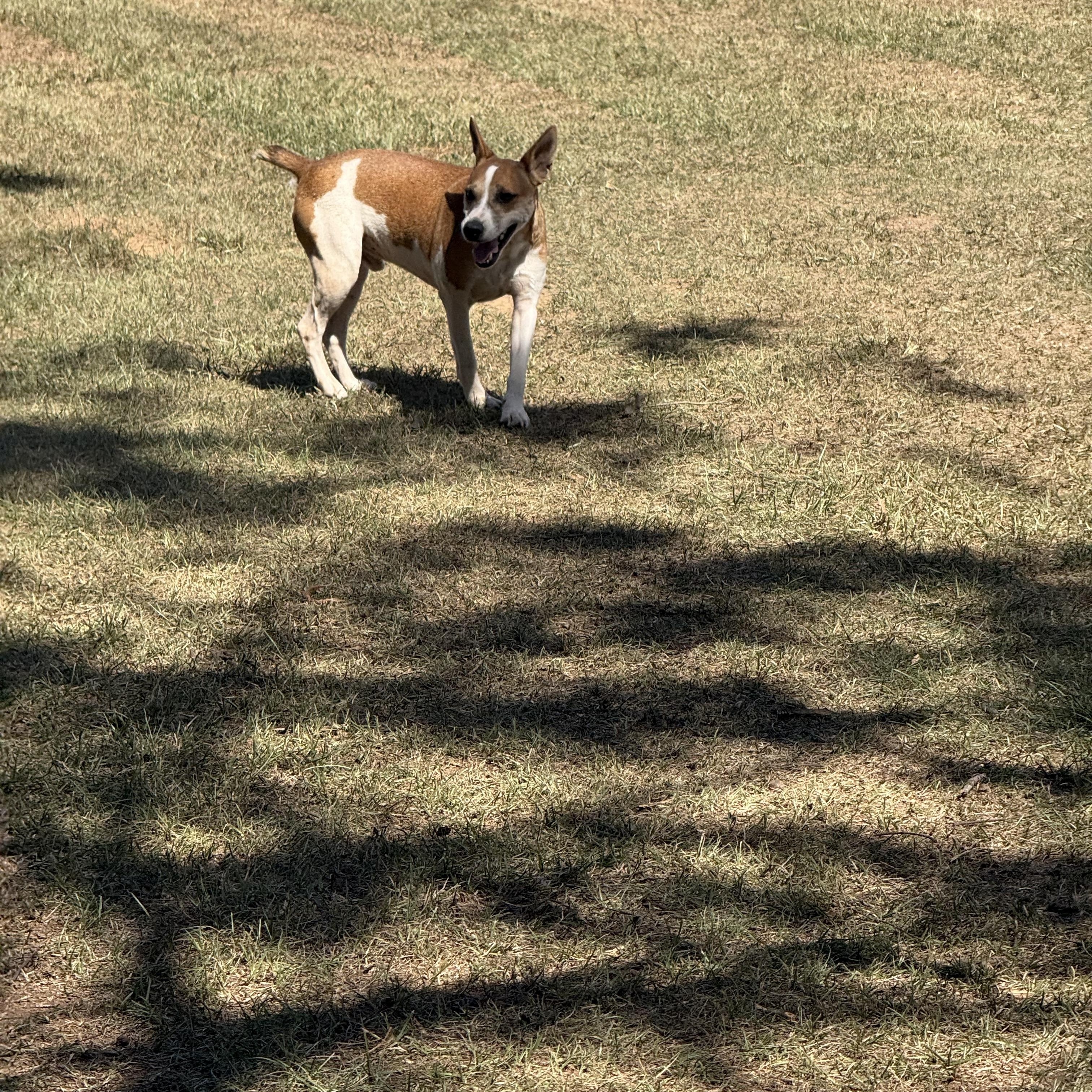 Enlarge Pete, a Adoptable Jack Russell Terrier in Mount Hermon, LA image 6/6