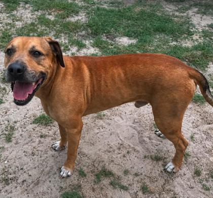 Steven, a ADOPTABLE mixed breed in Inverness, FL image 3/3