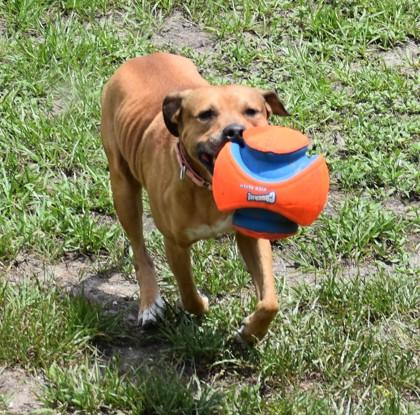Steven, a ADOPTABLE mixed breed in Inverness, FL image 2/3