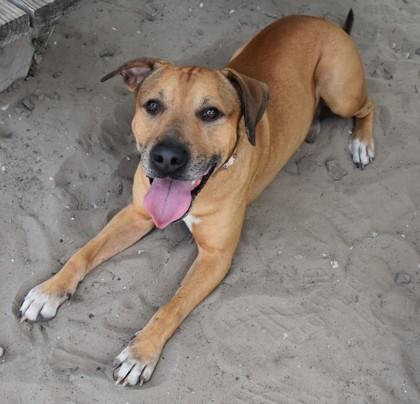 Steven, a ADOPTABLE mixed breed in Inverness, FL image 1/3