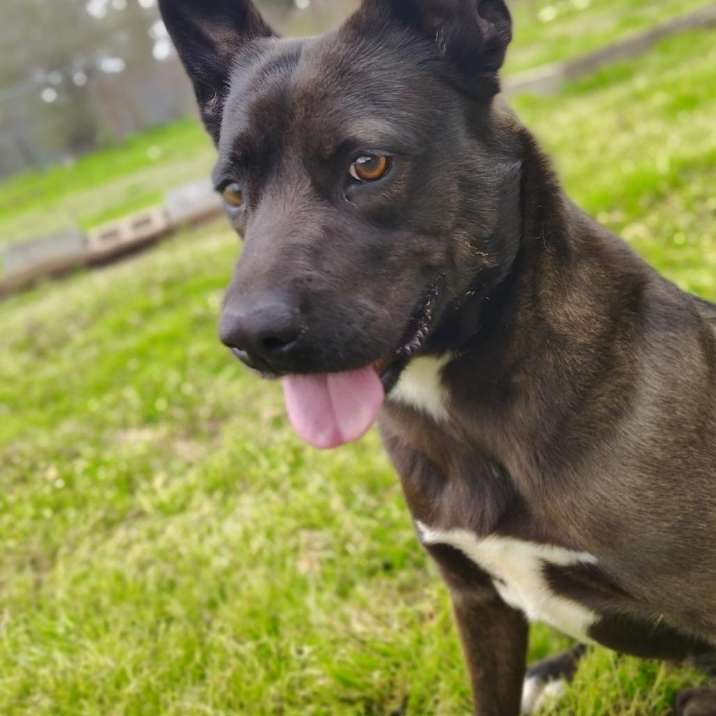 Dew Drop, Adoptable, Adult Female Black Labrador Retriever & Mixed Breed.
