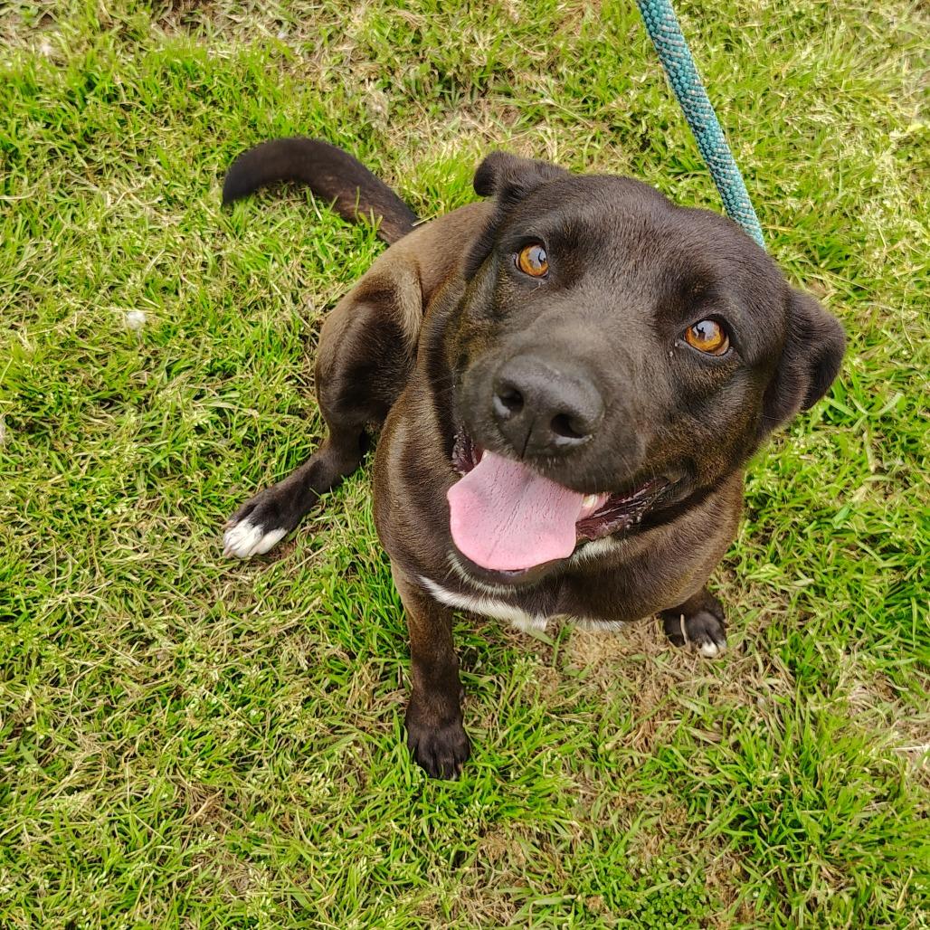 Dew Drop, Adoptable, Adult Female Black Labrador Retriever & Mixed Breed.