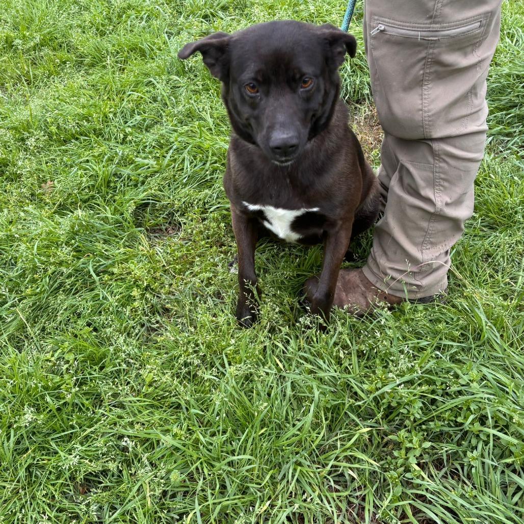 Dew Drop, a Adoptable mixed breed in Tylertown, MS image 3/3