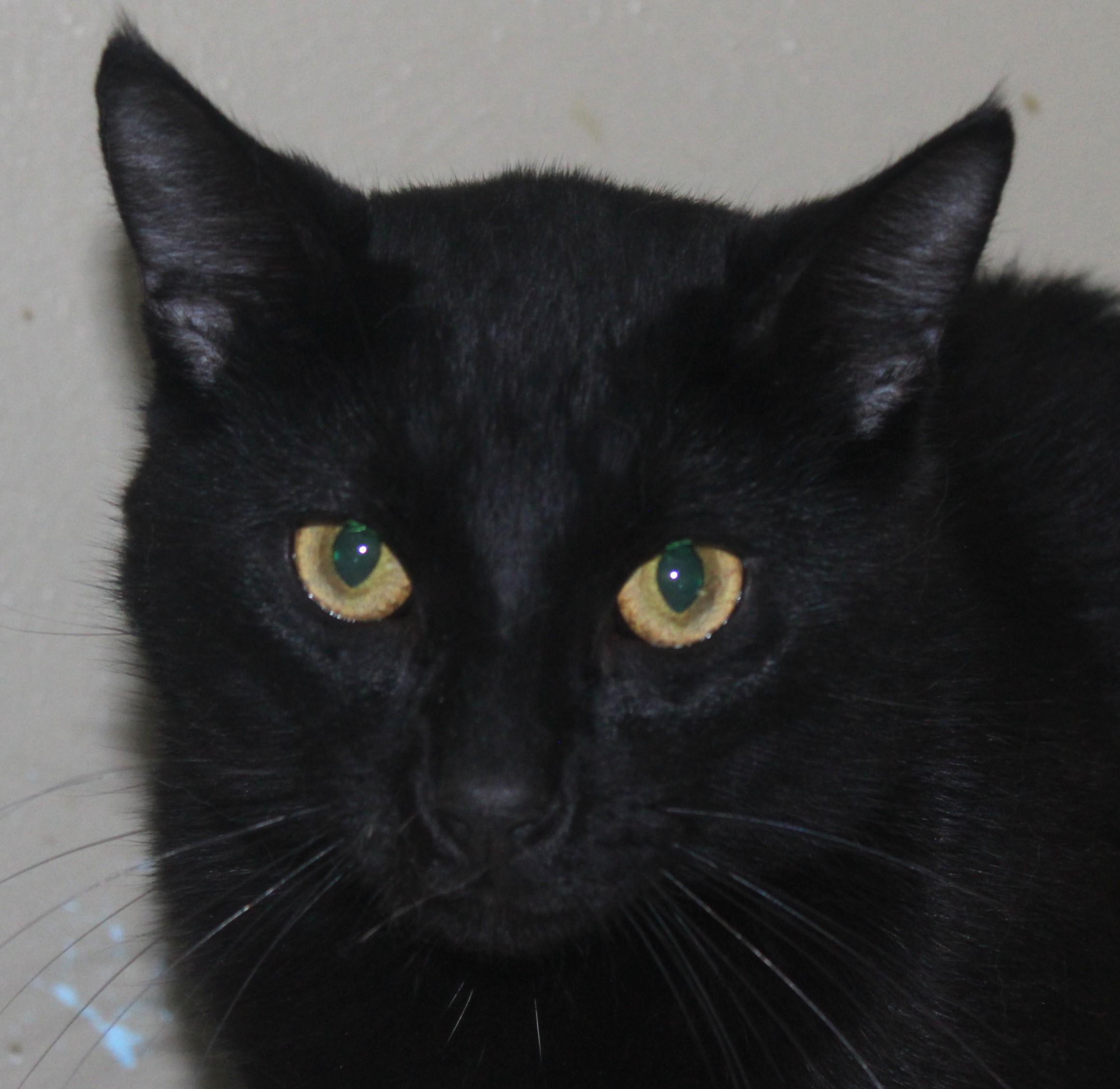 Enlarge Bowie, a Adoptable mixed breed in Huron, SD image 2/3