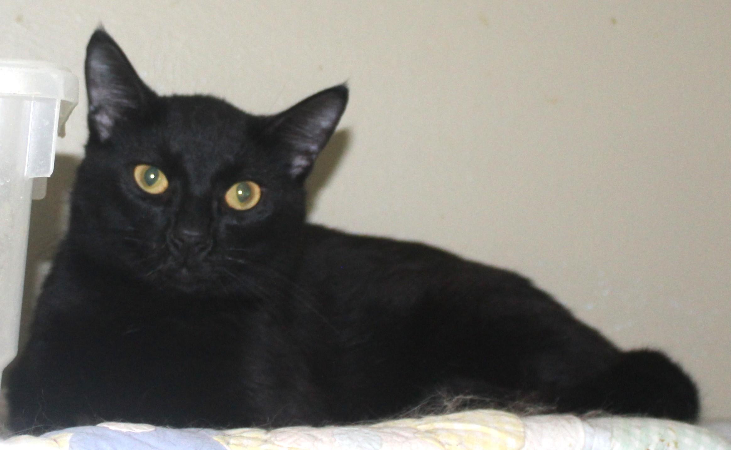 Enlarge Bowie, a Adoptable mixed breed in Huron, SD image 1/3