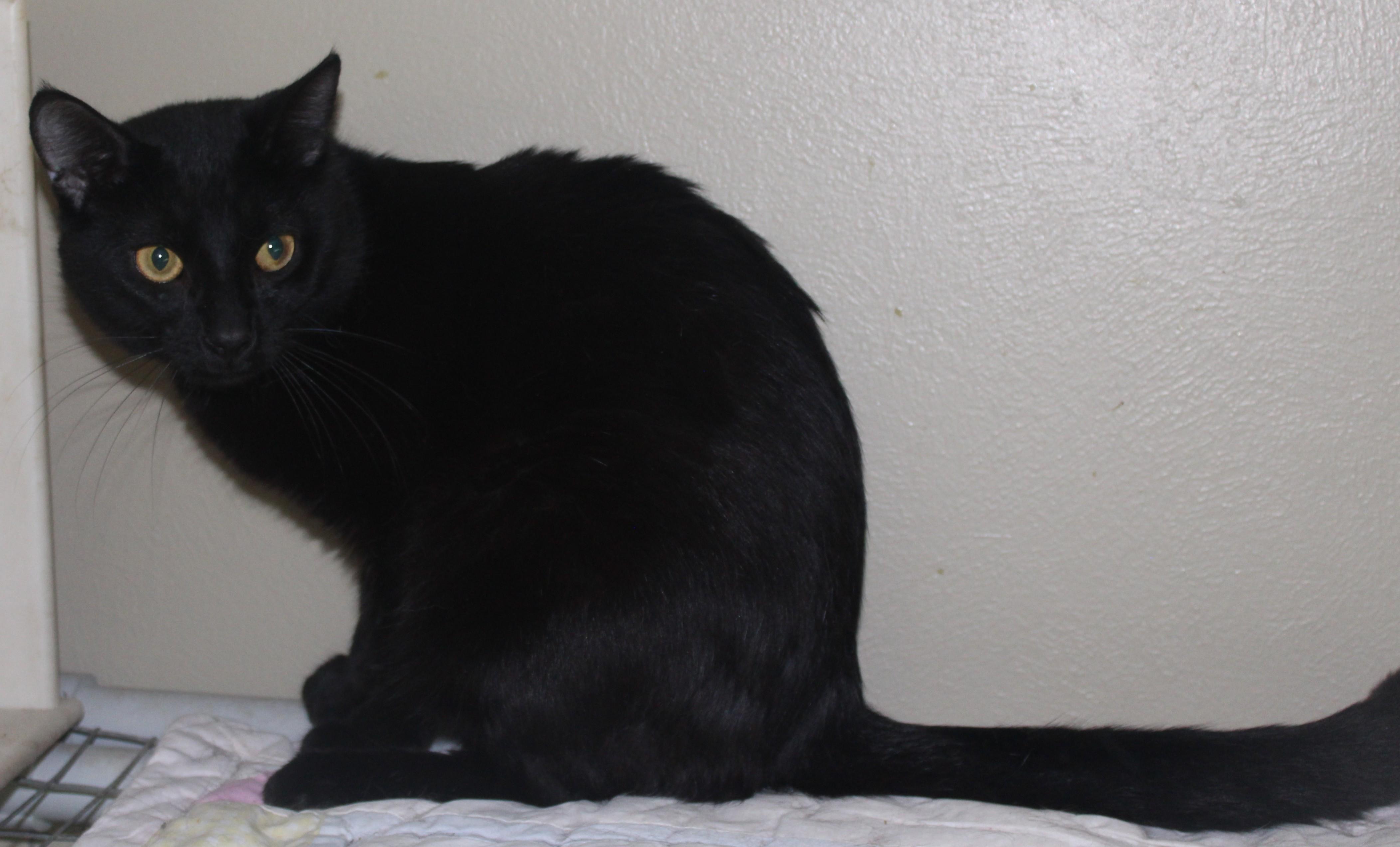 Enlarge Bowie, a Adoptable mixed breed in Huron, SD image 3/3