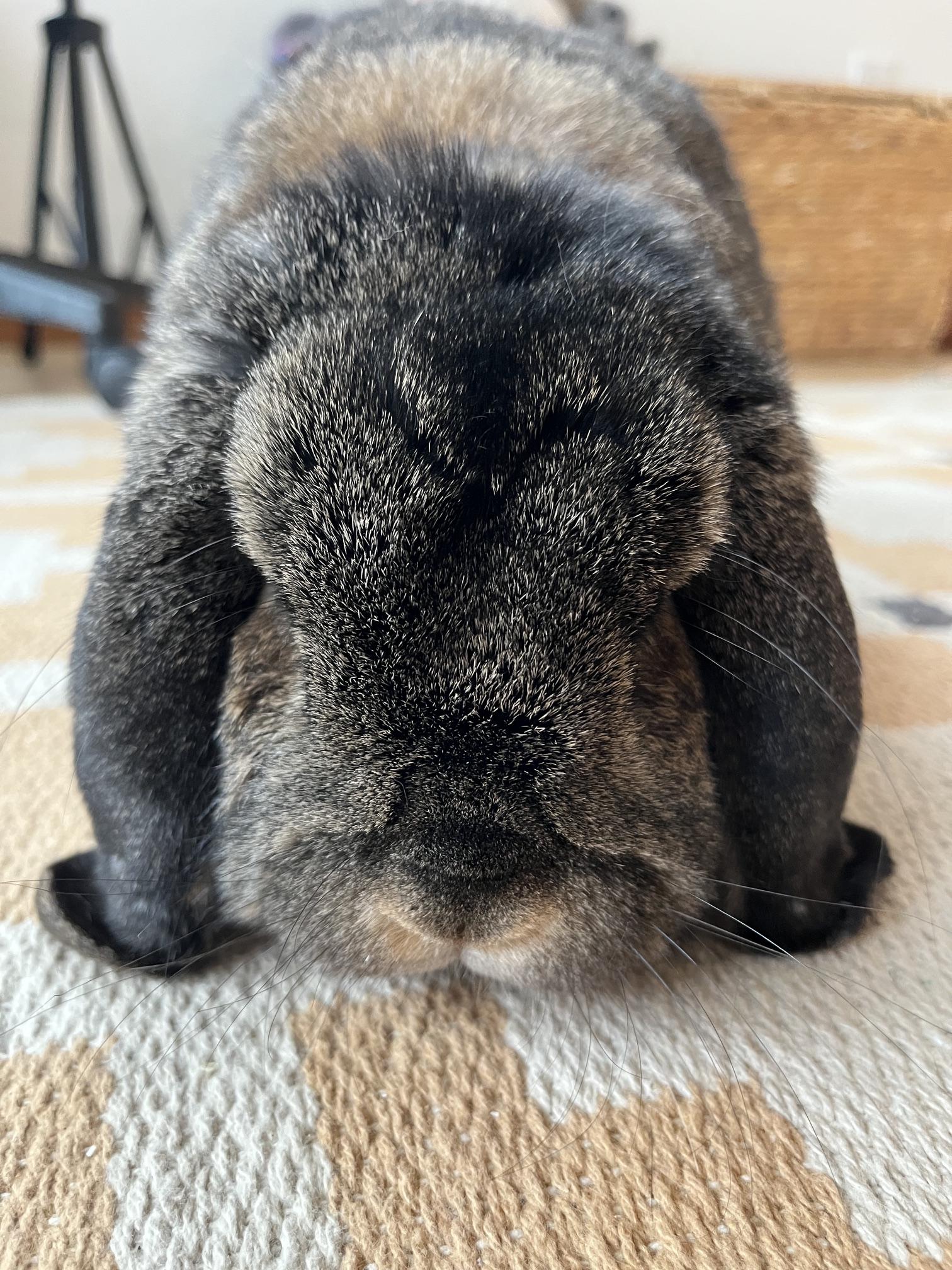 Peppa, a Adoptable Mini Lop in Edina, MN image 2/5