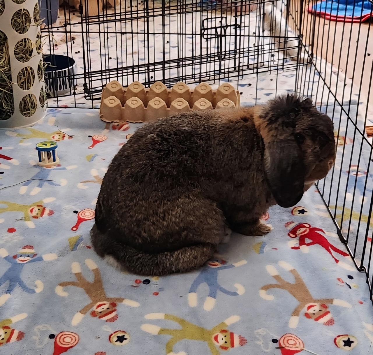 Peppa, a Adoptable Mini Lop in Edina, MN image 4/5