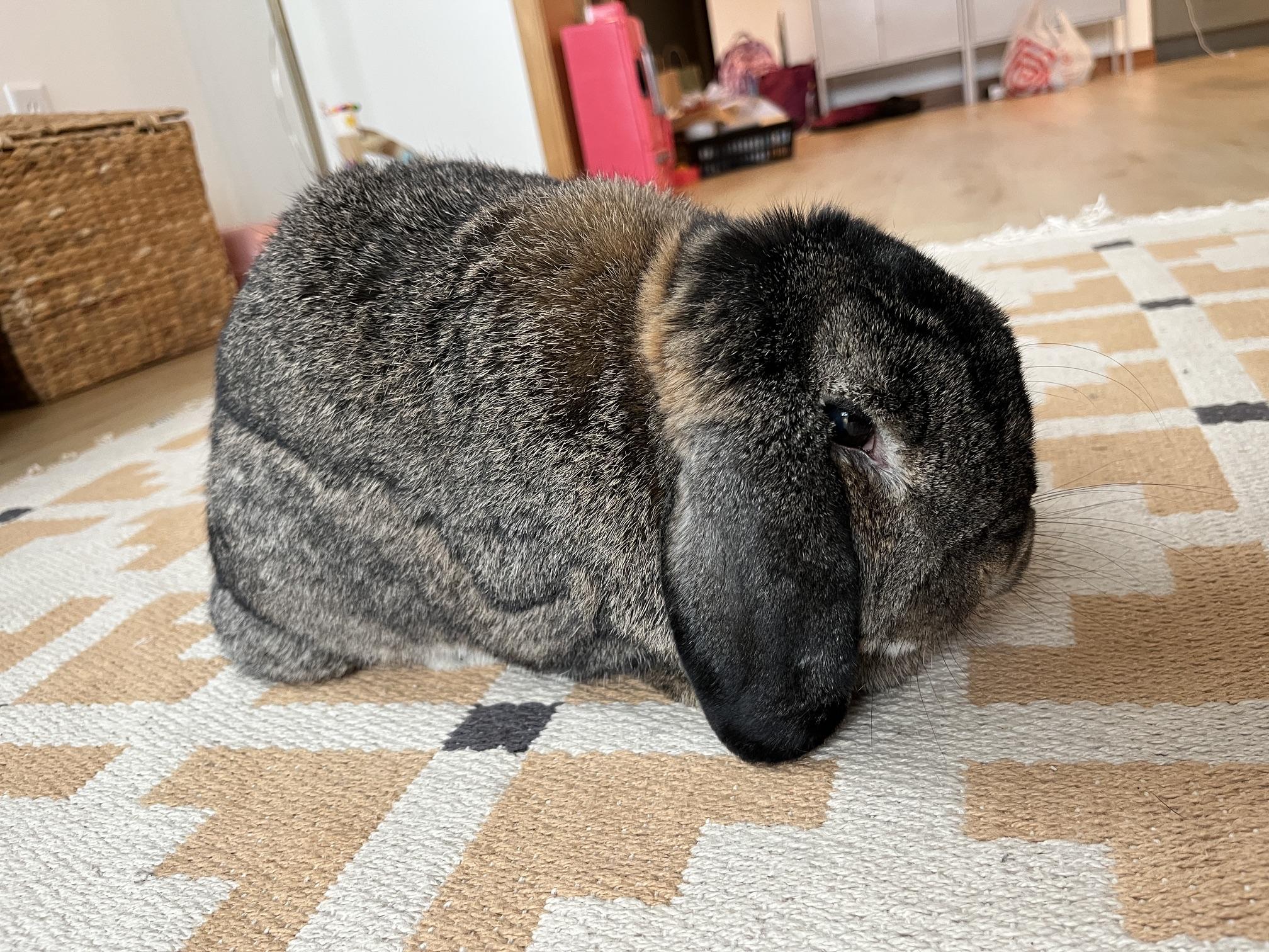 Peppa, Adoptable, Adult Male Mini Lop.