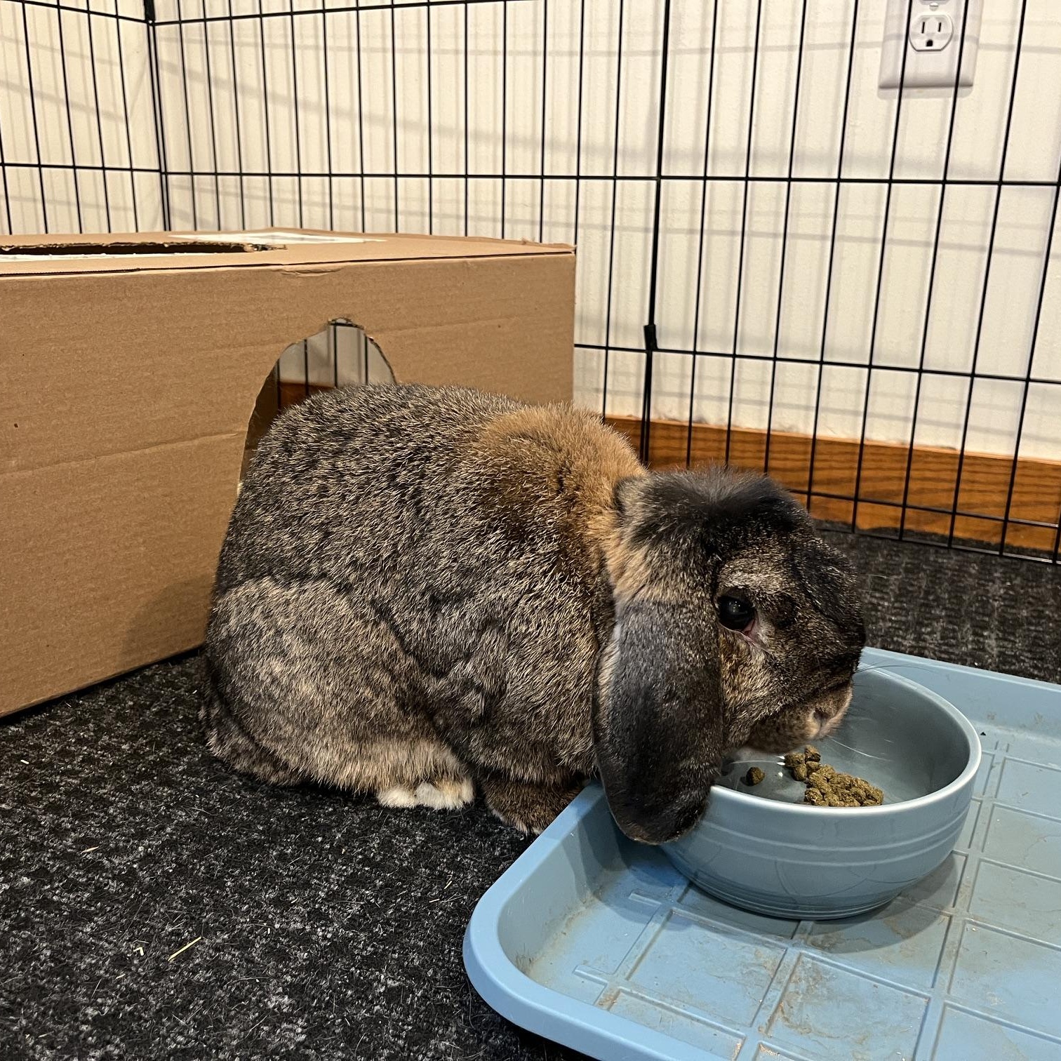 Peppa, a Adoptable Mini Lop in Edina, MN image 3/5
