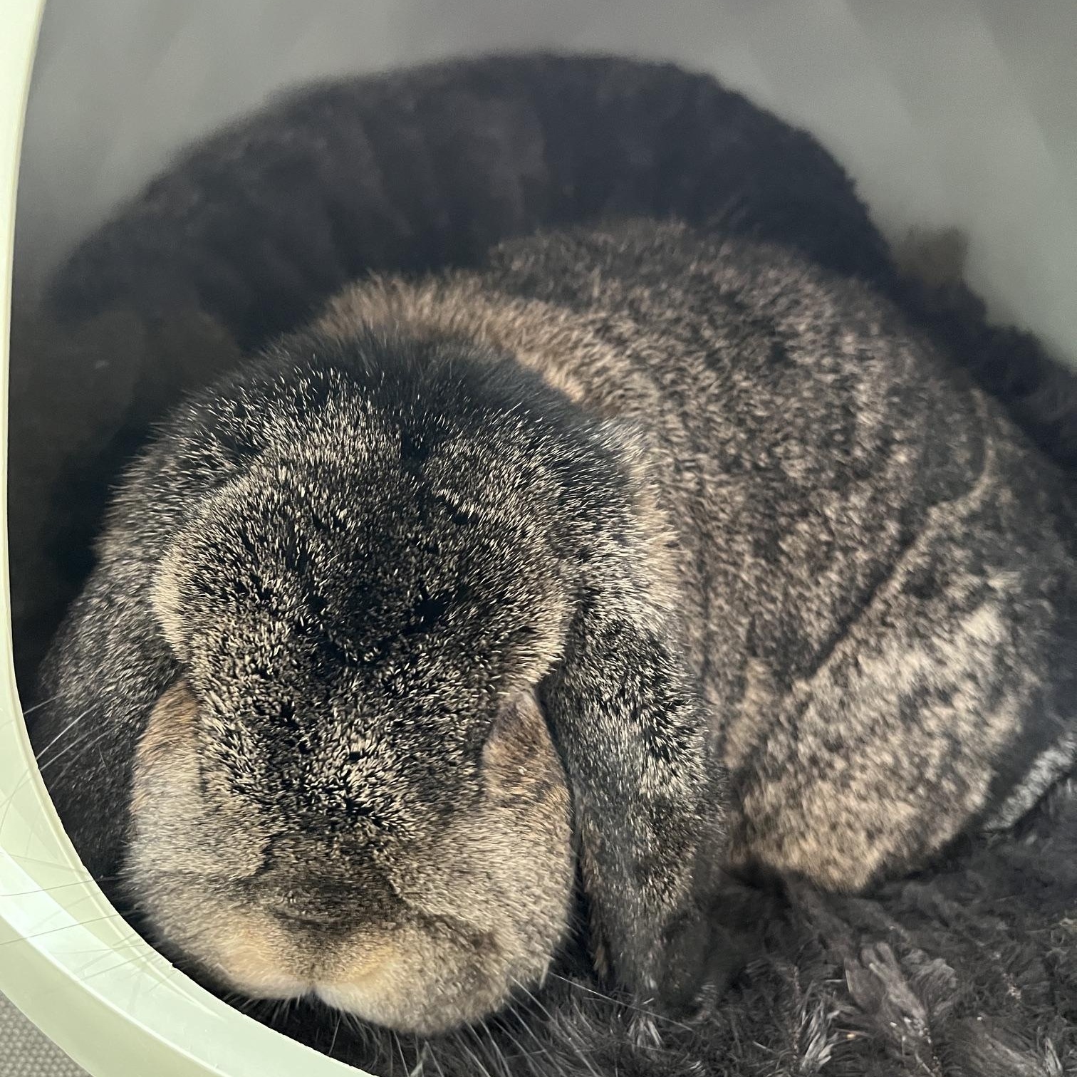 Peppa, a Adoptable Mini Lop in Edina, MN image 5/5