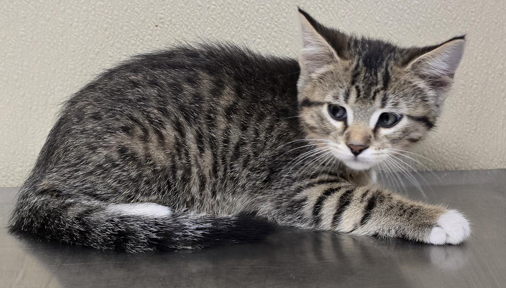 Holden, adoptable, Kitten Male Domestic Short Hair & Tabby.