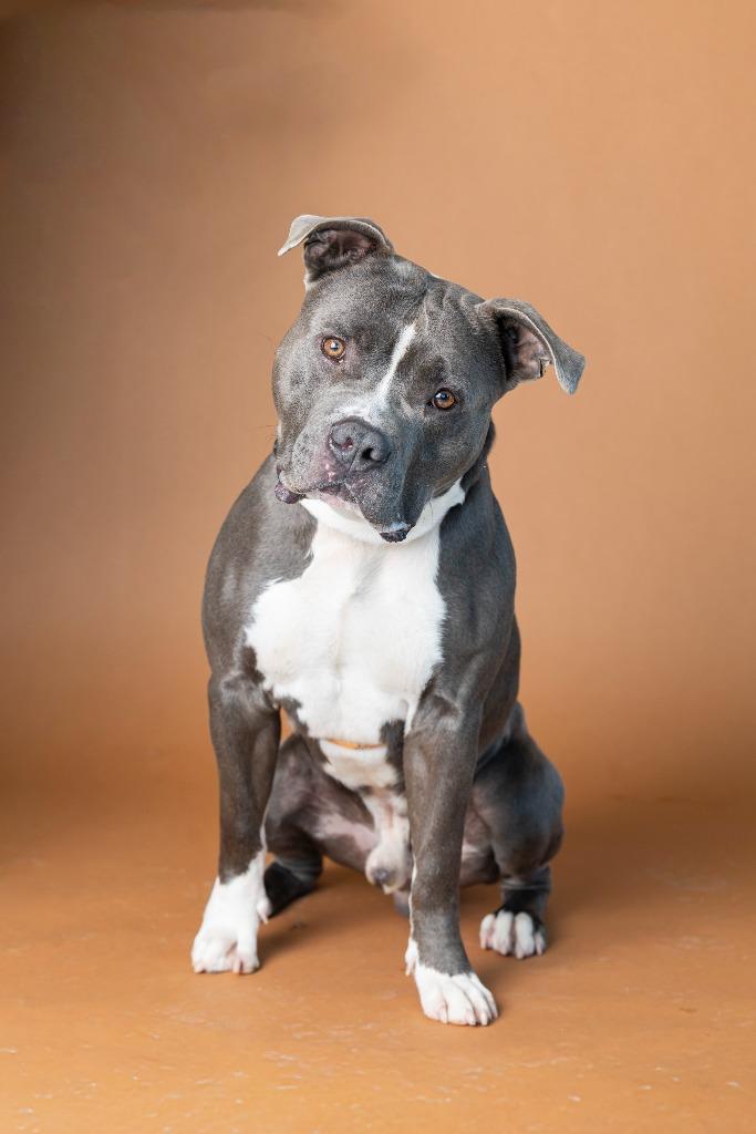 Enlarge Dusty Bun, a Adoptable Mixed Breed in Dearborn, MI image 1/2