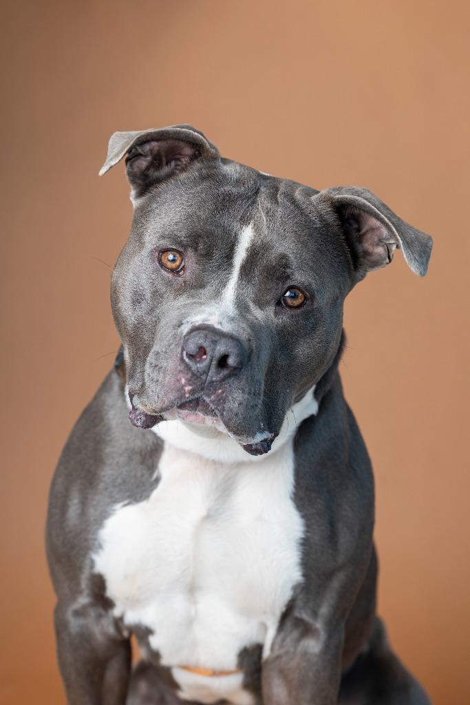 Enlarge Dusty Bun, a Adoptable Mixed Breed in Dearborn, MI image 2/2