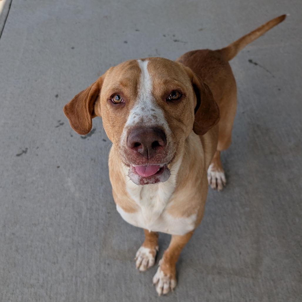Enlarge Dipsy, a Adoptable Mixed Breed in Emporia, KS image 1/3