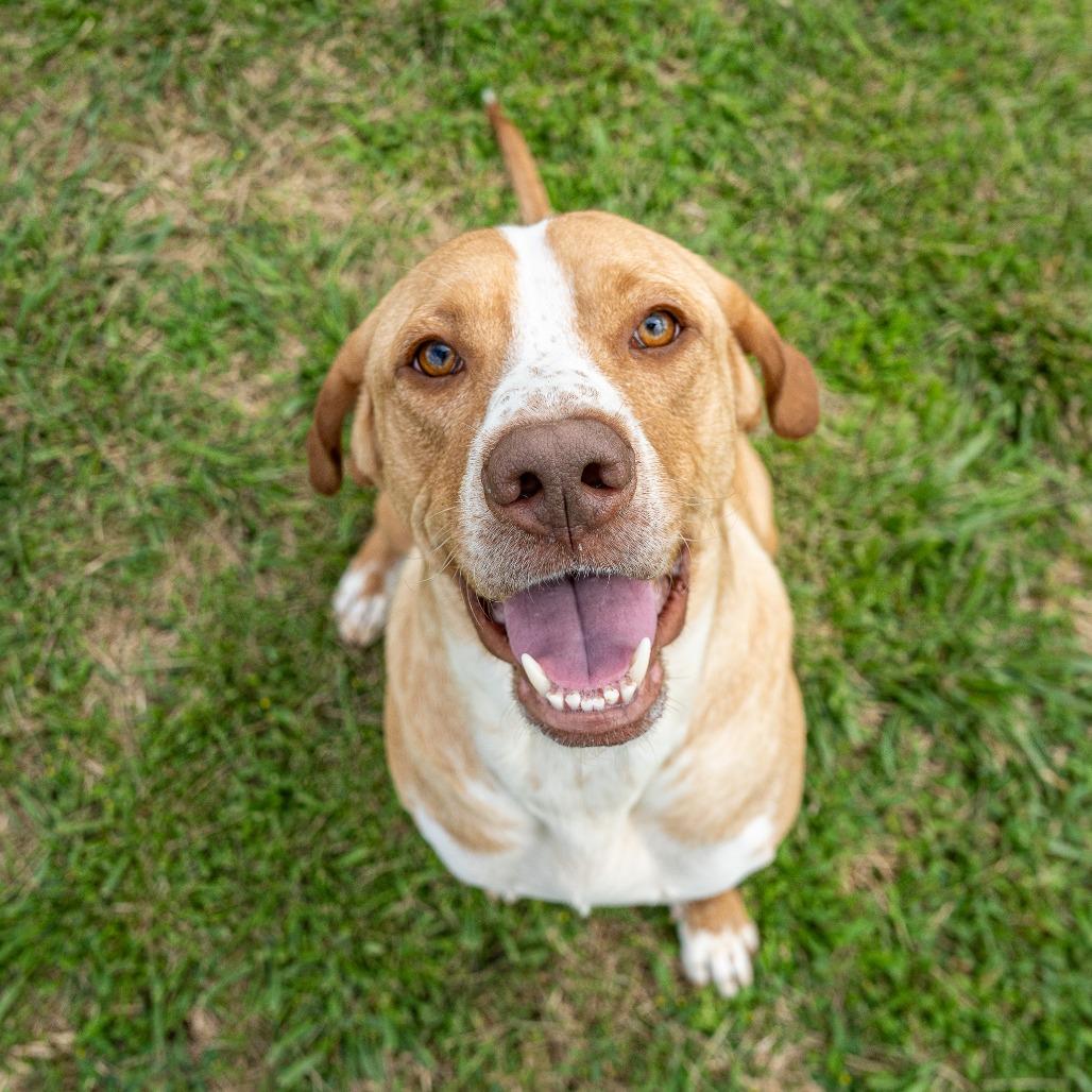 Dipsy, a Adoptable Mixed Breed in Emporia, KS image 2/6